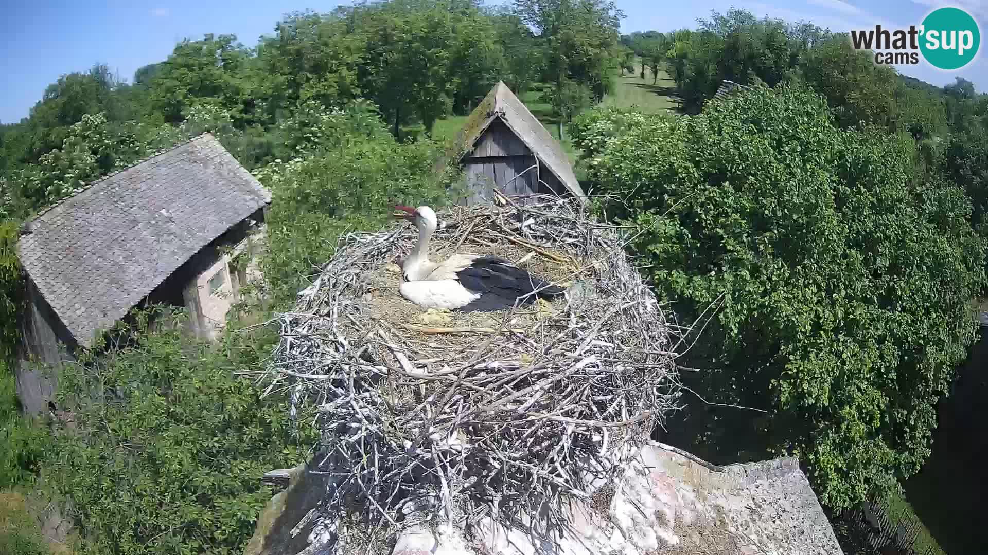 Pueblo europeo de cigüeñas camera en vivo Parque Natural Lonjsko polje