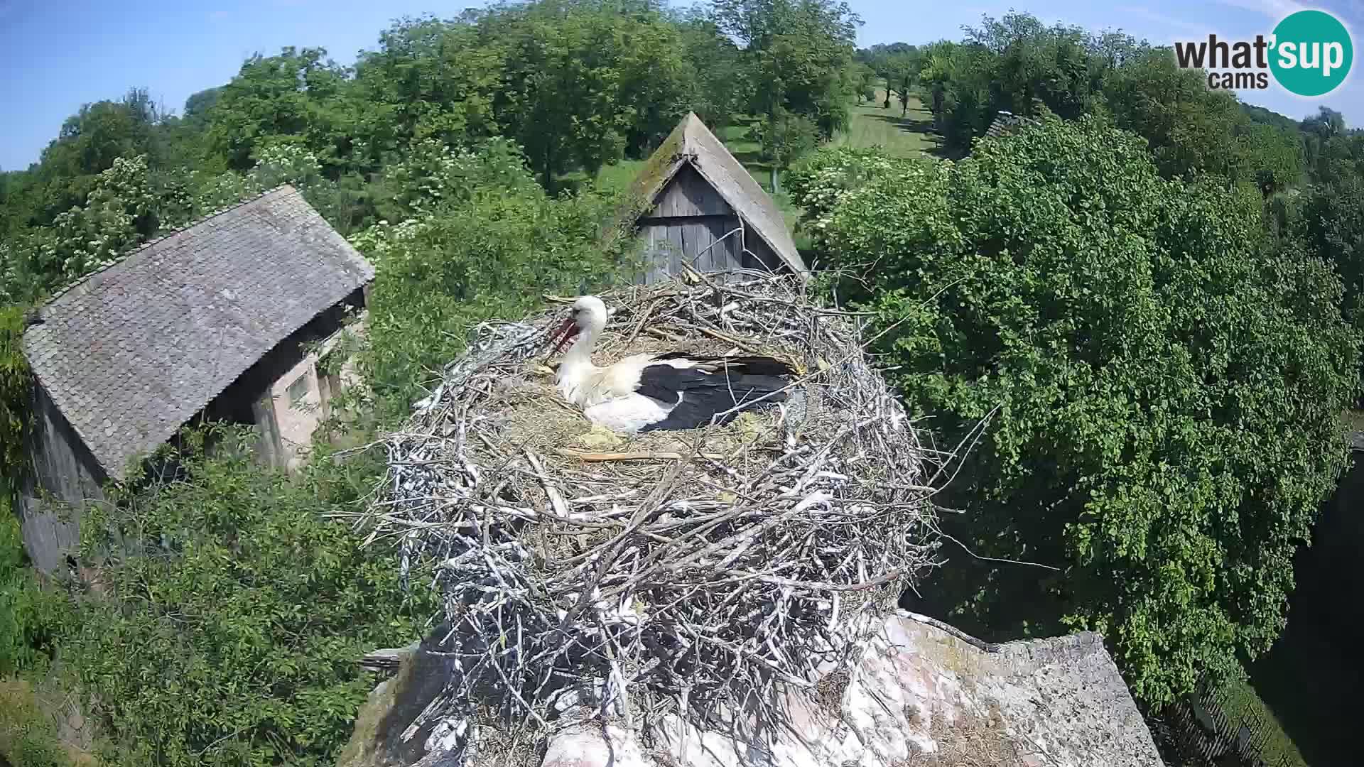Webcam Europäisches Storchendorf – Naturpark Lonjsko polje