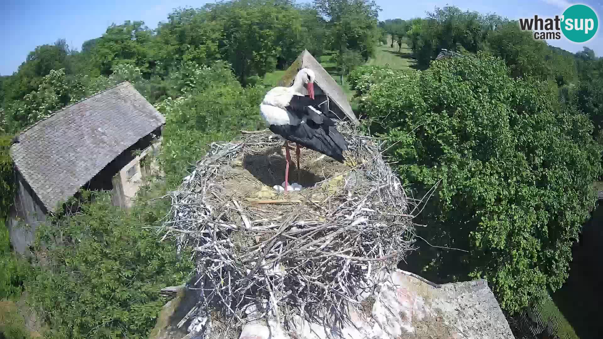 Village européen de cigognes webcam Parc naturel de Lonjsko polje