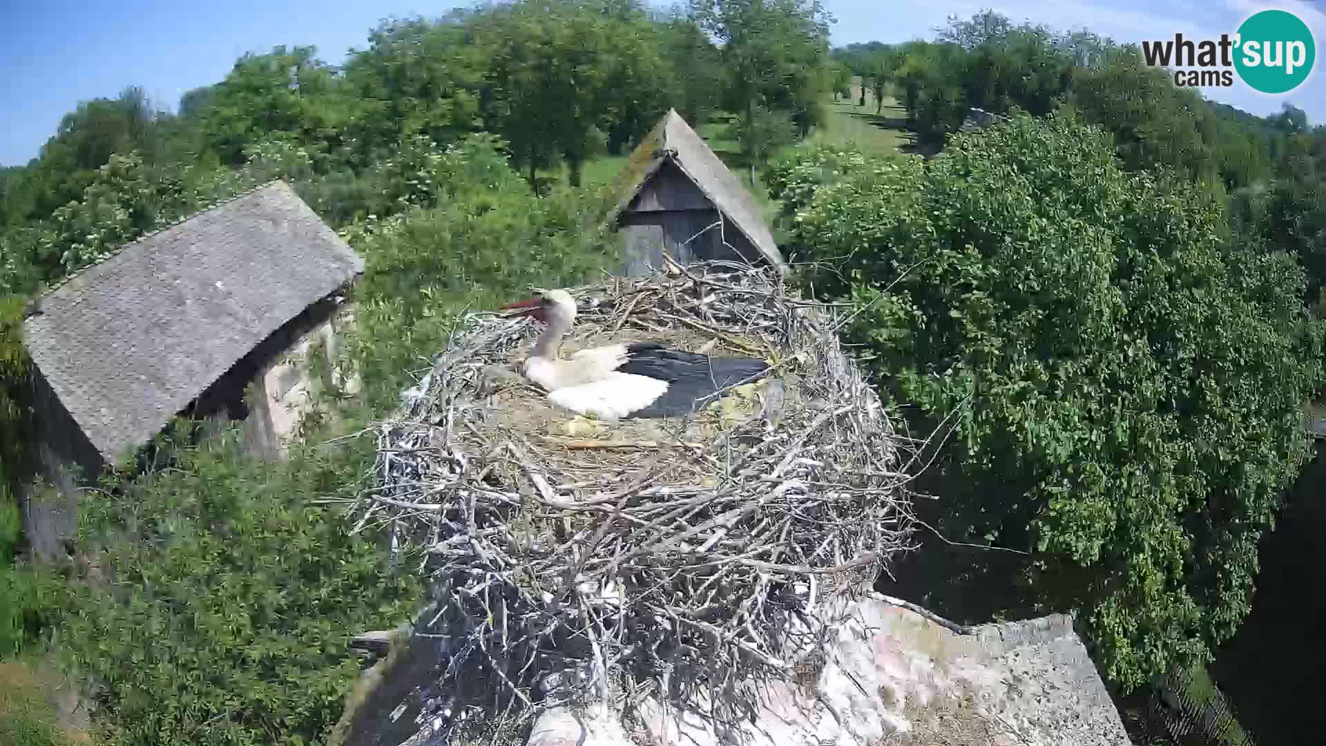 Villaggio delle cicogne europee webcam Parco naturale di Lonjsko polje