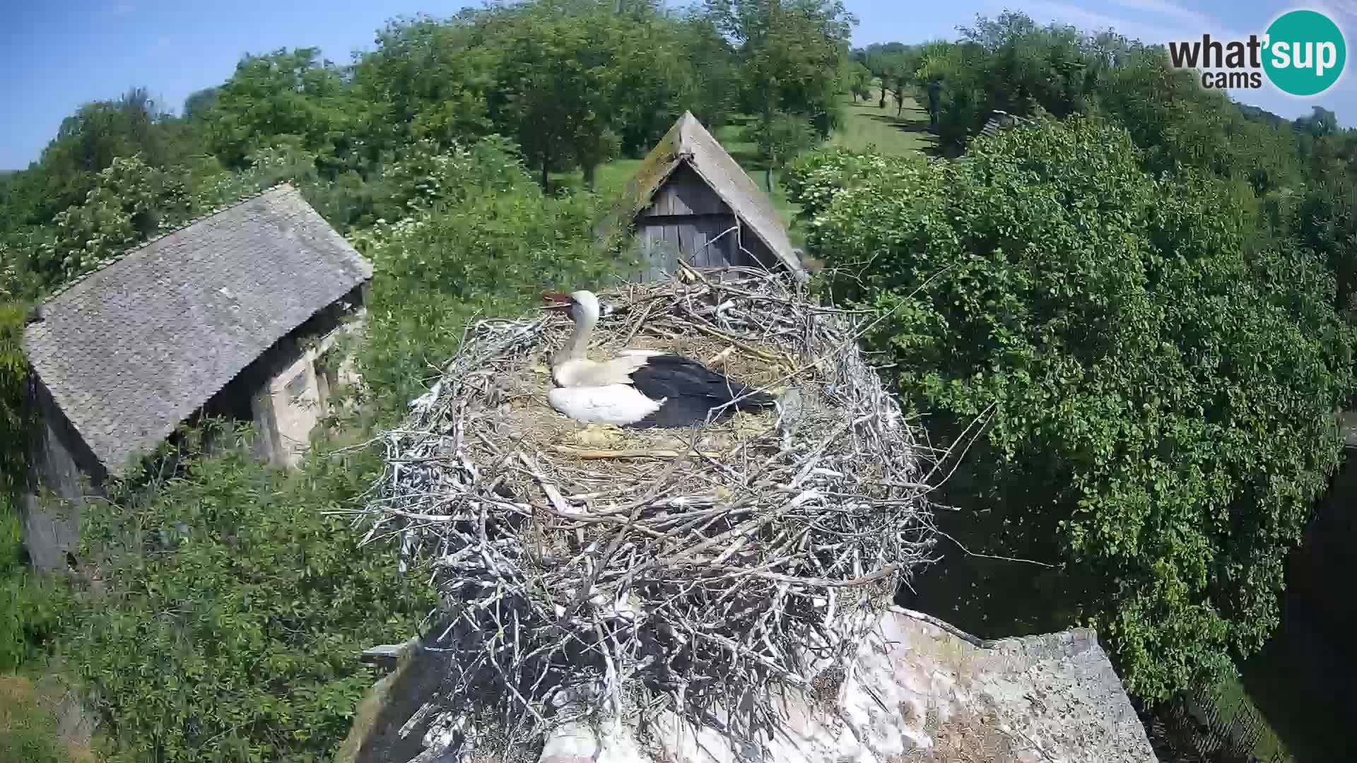 Pueblo europeo de cigüeñas camera en vivo Parque Natural Lonjsko polje