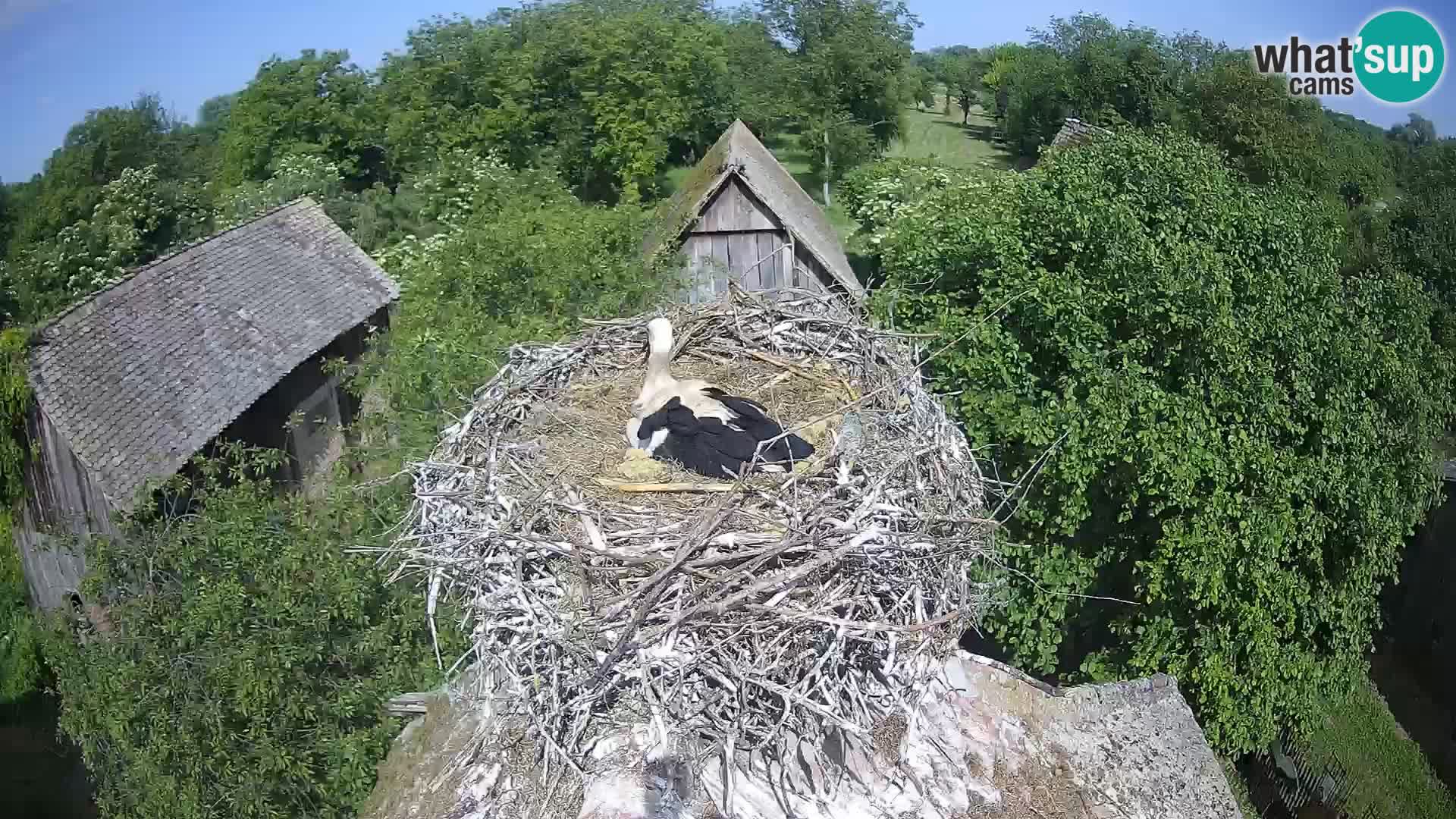 Evropska vas štorklje – Krajinski park Lonjsko polje spletna kamera