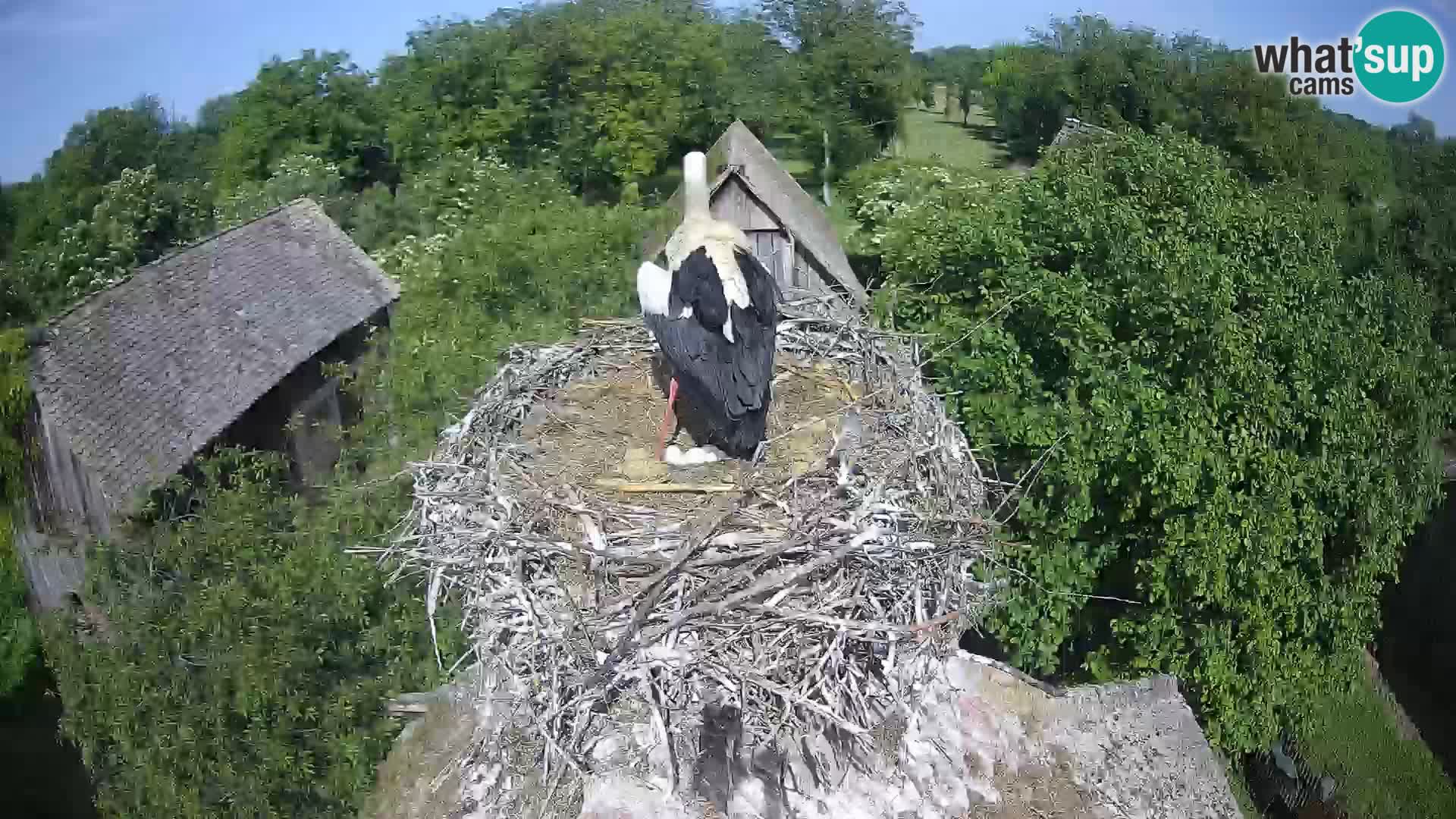 Live webcam European stork village – Lonjsko polje Nature Park