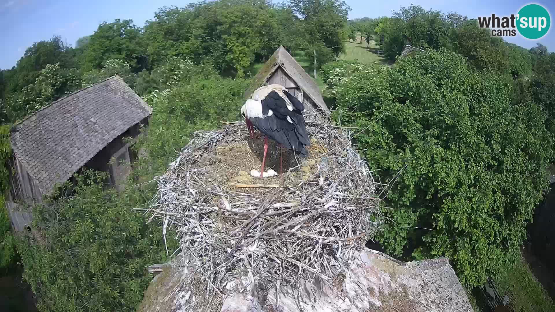 Webcam Europäisches Storchendorf – Naturpark Lonjsko polje