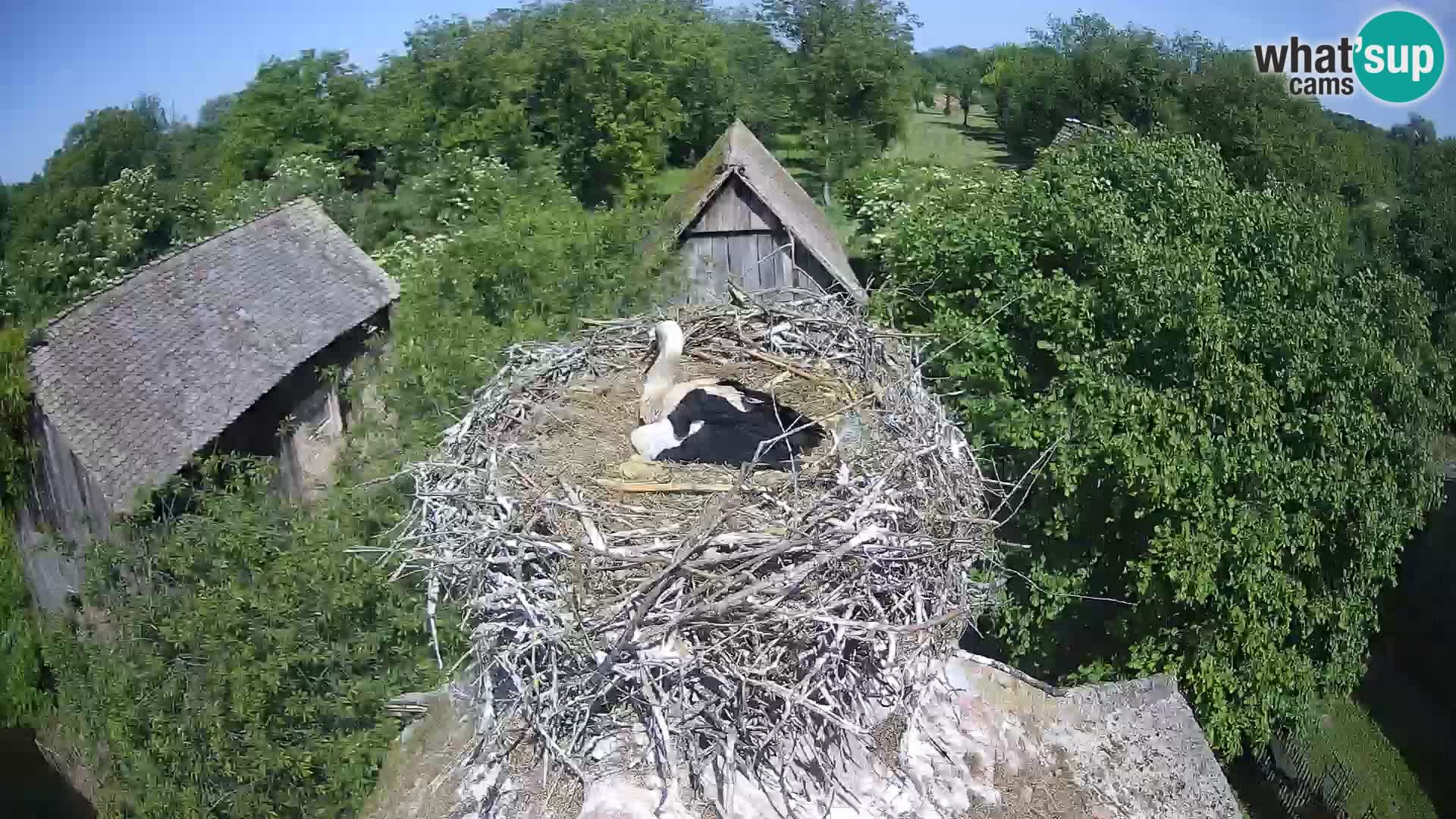 Villaggio delle cicogne europee webcam Parco naturale di Lonjsko polje