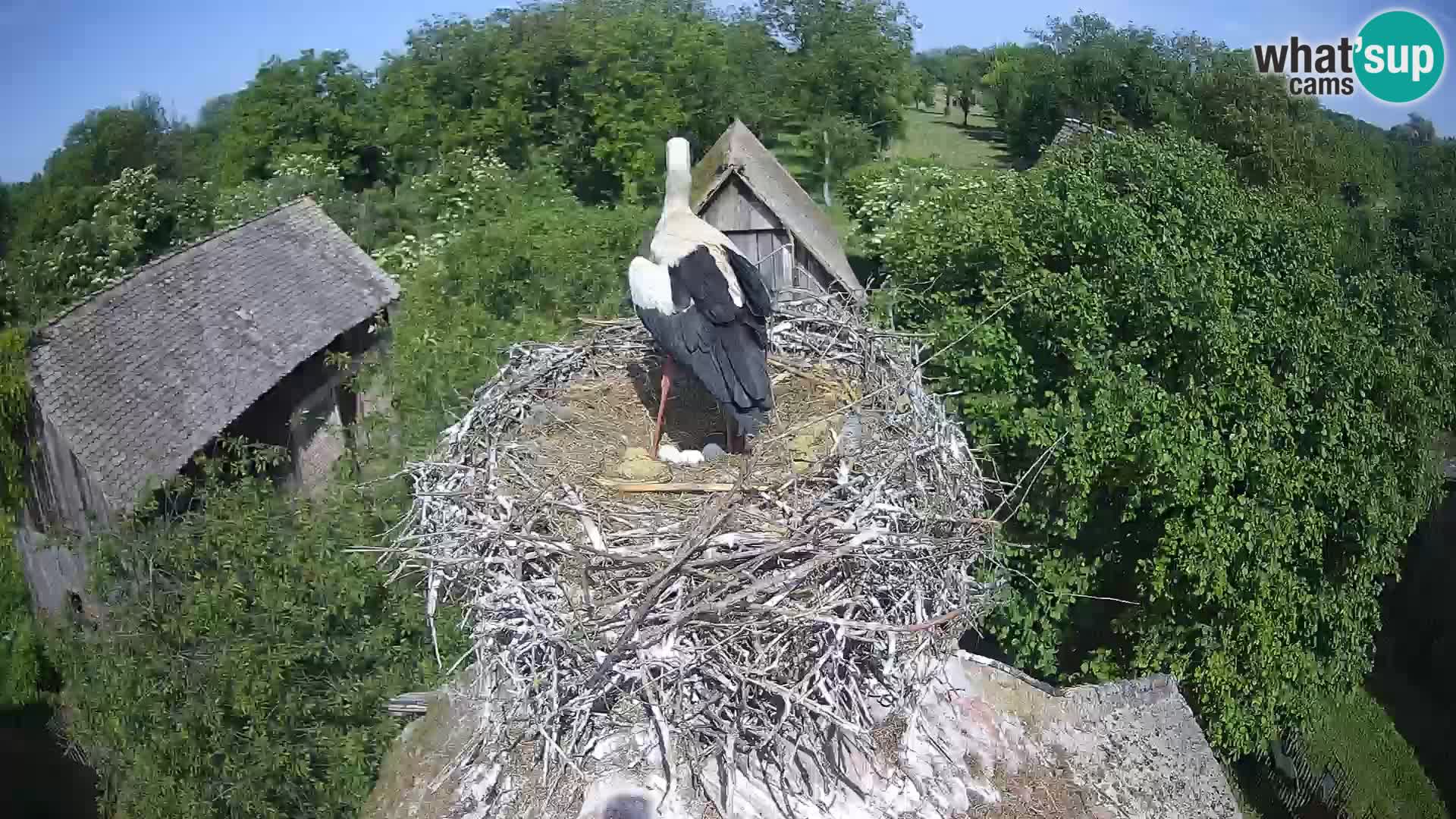 Webcam Europäisches Storchendorf – Naturpark Lonjsko polje