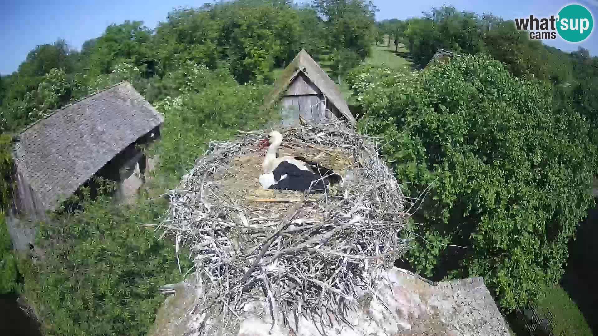 U živo Europsko selo roda – Park prirode Lonjsko polje