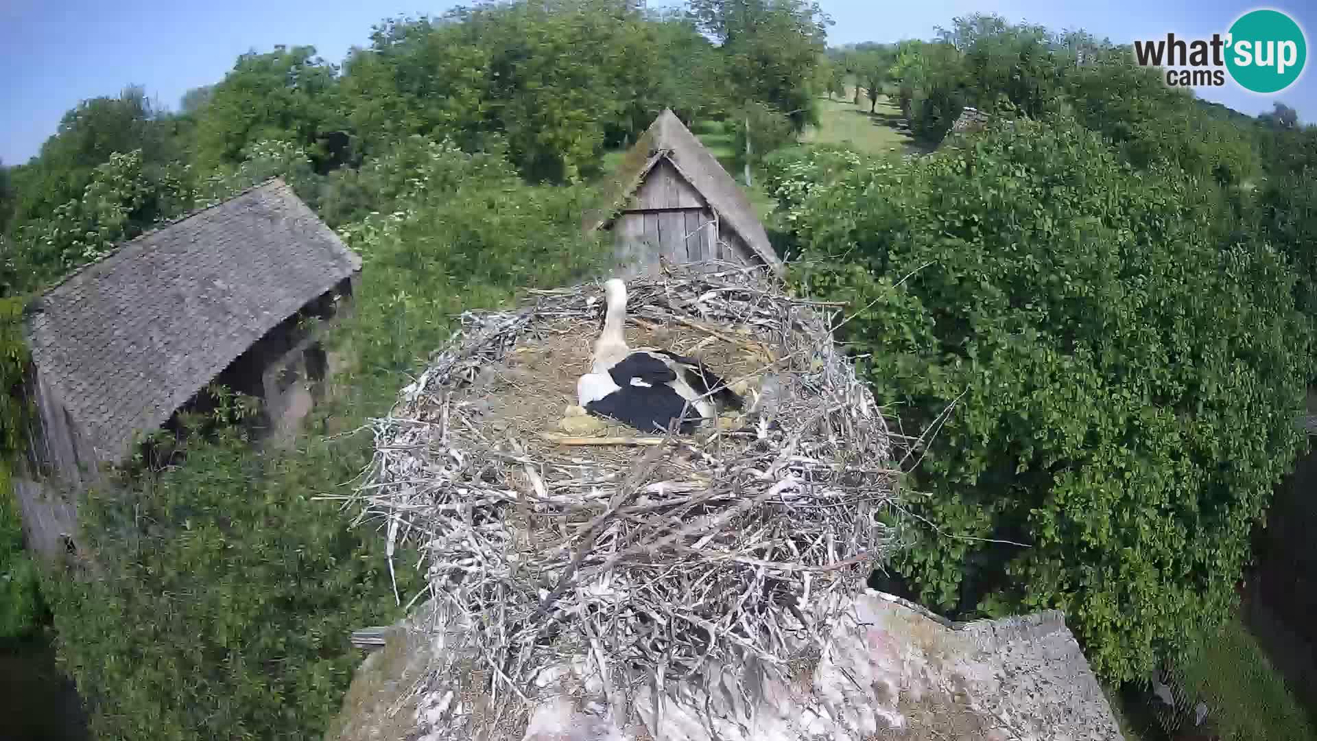 U živo Europsko selo roda – Park prirode Lonjsko polje