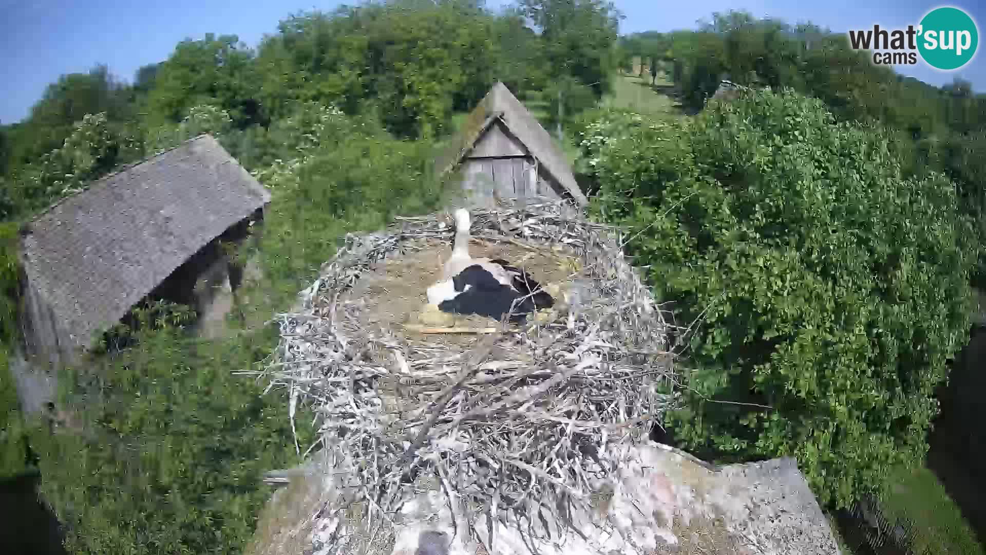 U živo Europsko selo roda – Park prirode Lonjsko polje