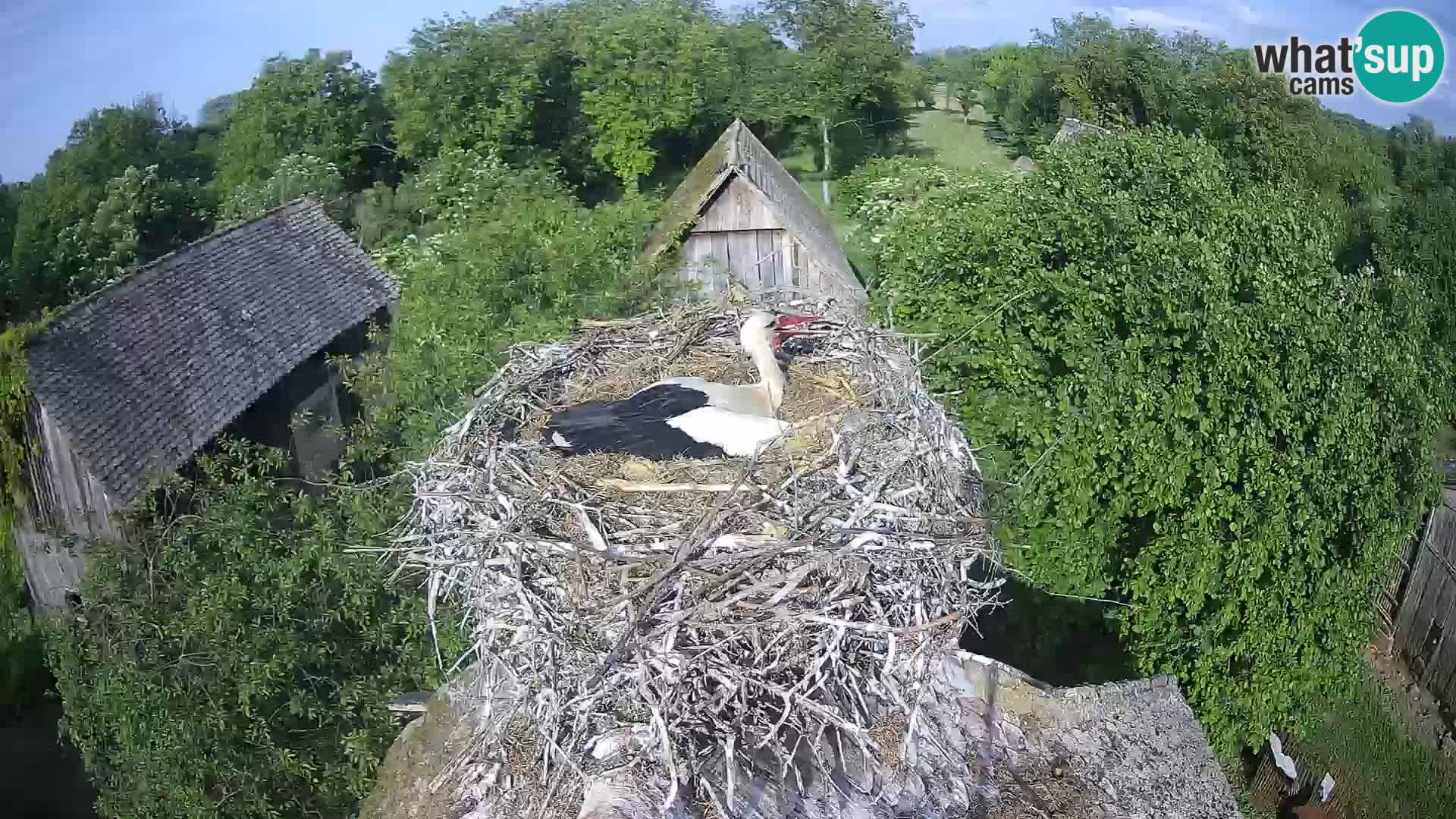 Village européen de cigognes webcam Parc naturel de Lonjsko polje