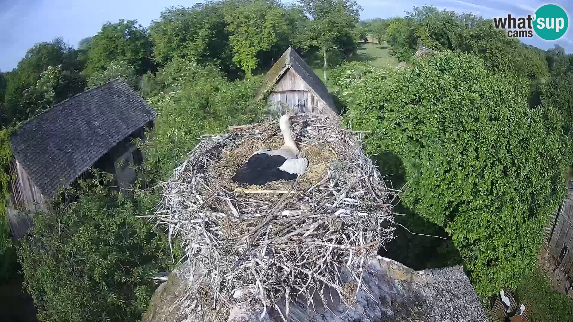 Village européen de cigognes webcam Parc naturel de Lonjsko polje