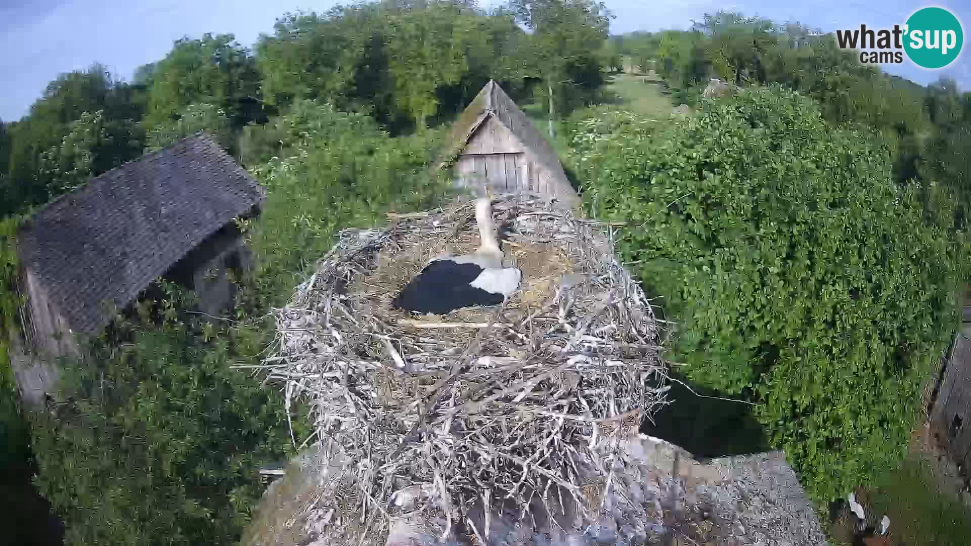 U živo Europsko selo roda – Park prirode Lonjsko polje