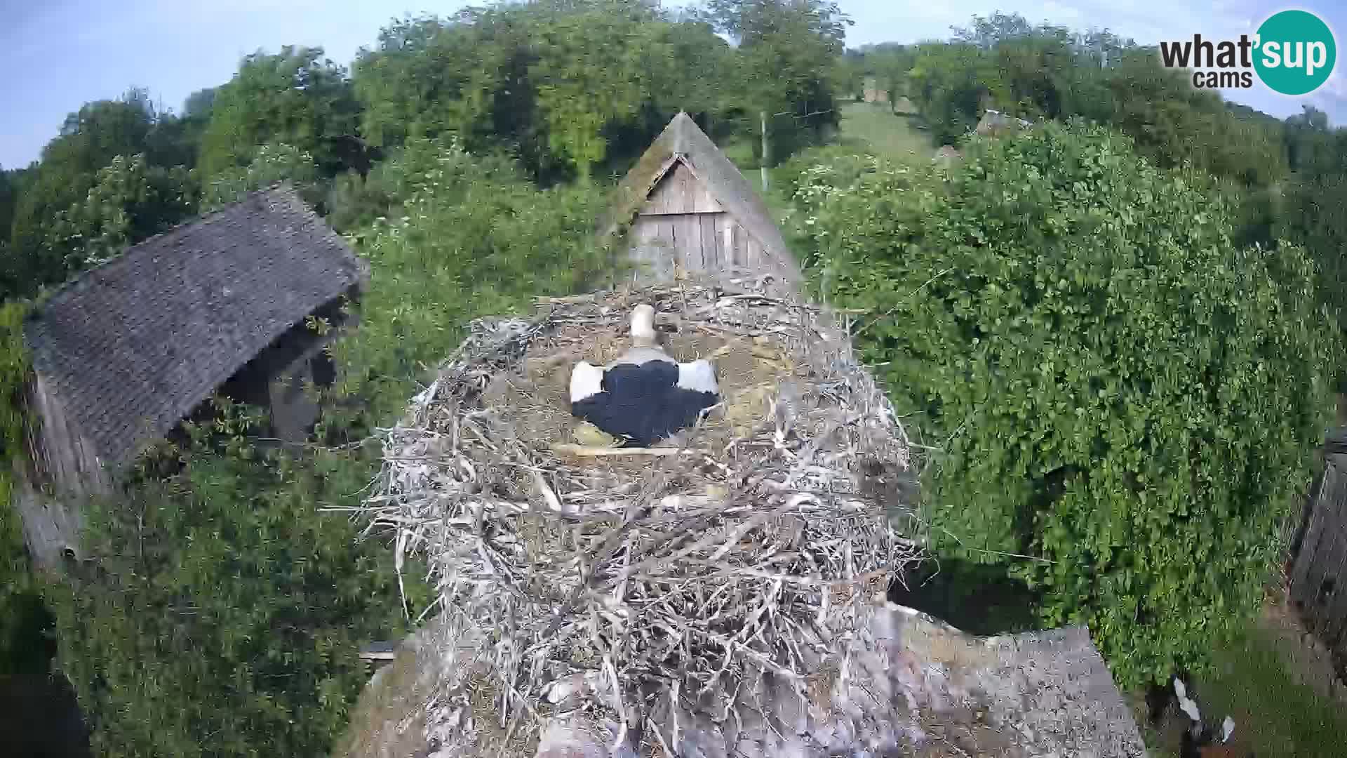 Webcam Europäisches Storchendorf – Naturpark Lonjsko polje