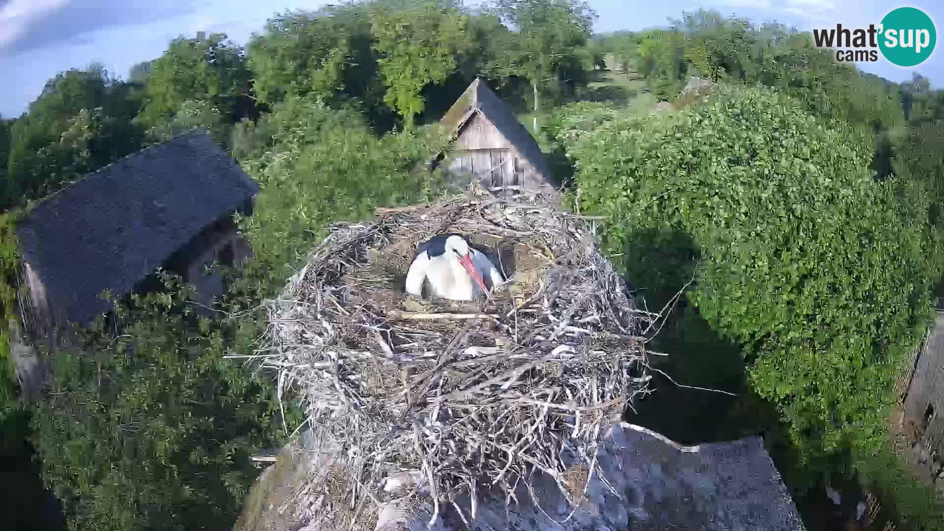 Village européen de cigognes webcam Parc naturel de Lonjsko polje