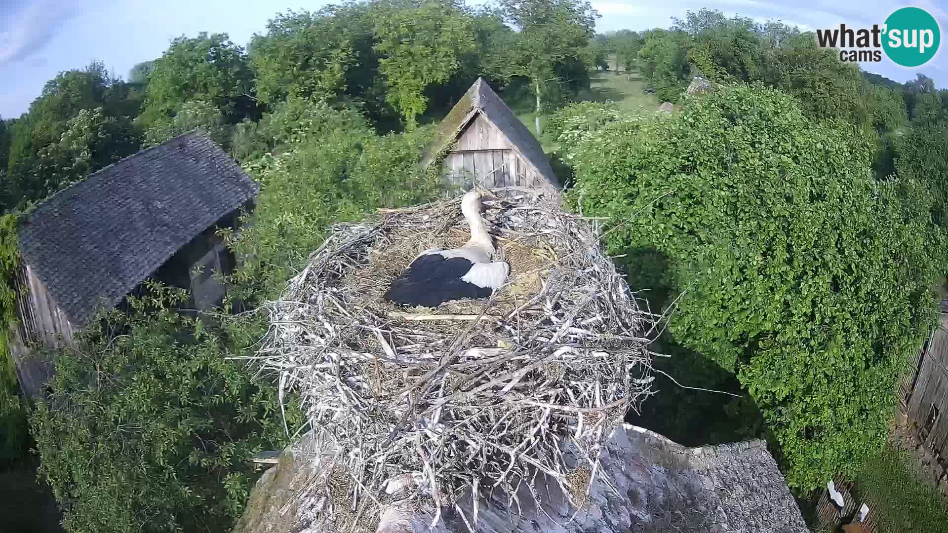 Webcam Europäisches Storchendorf – Naturpark Lonjsko polje