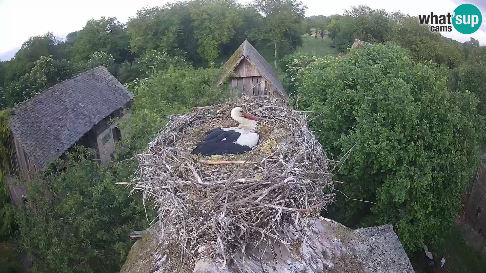Pueblo europeo de cigüeñas camera en vivo Parque Natural Lonjsko polje