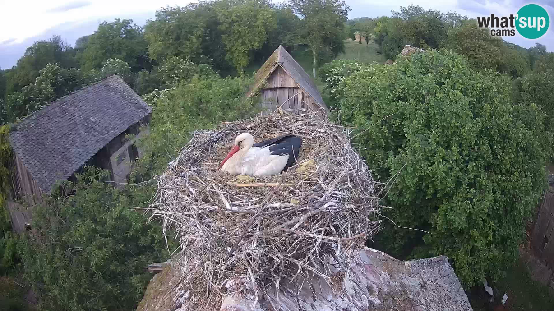 U živo Europsko selo roda – Park prirode Lonjsko polje