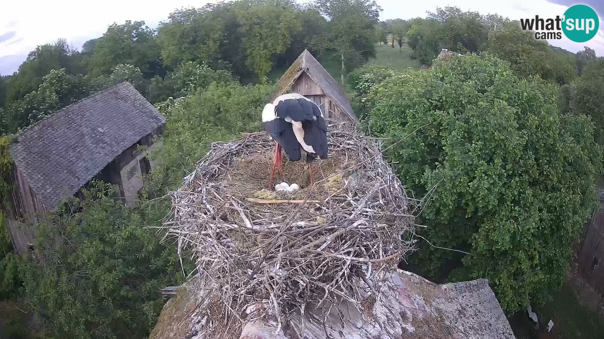 Villaggio delle cicogne europee webcam Parco naturale di Lonjsko polje