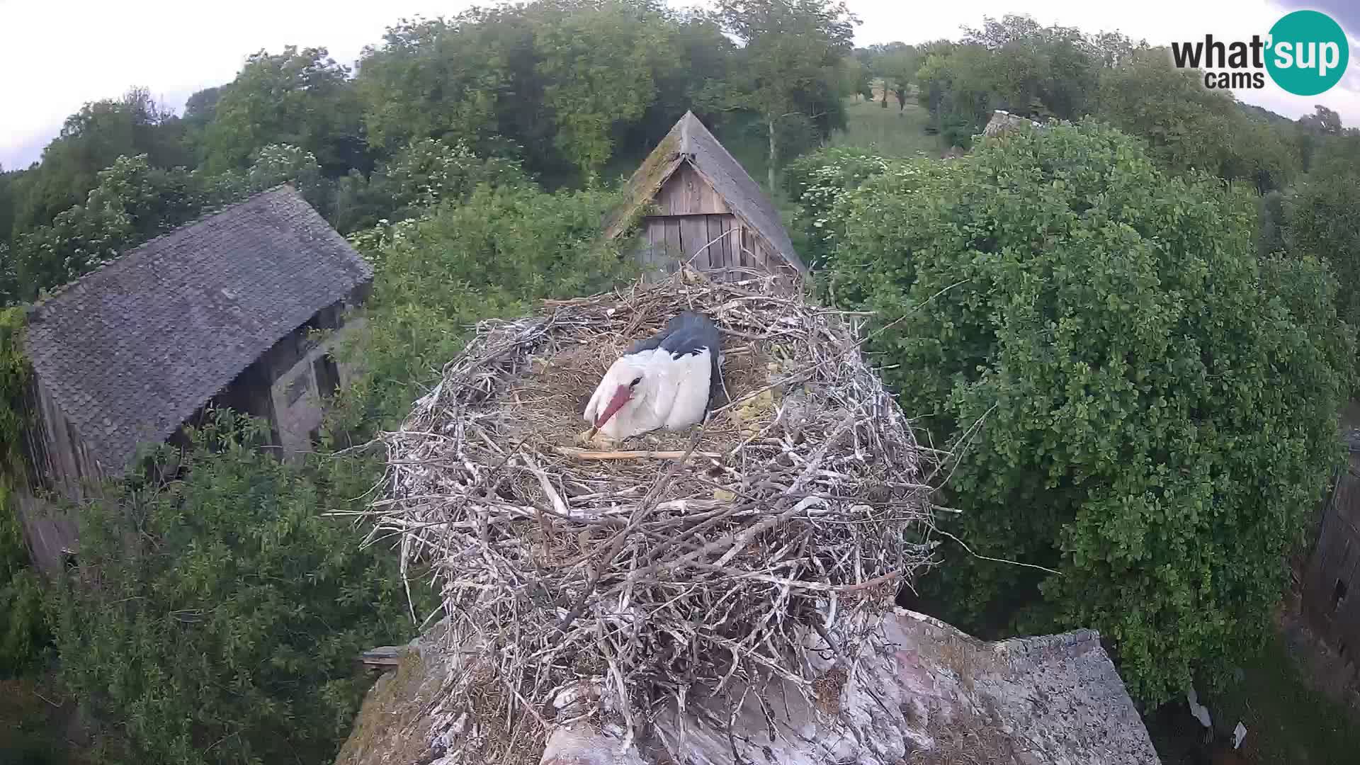 Villaggio delle cicogne europee webcam Parco naturale di Lonjsko polje