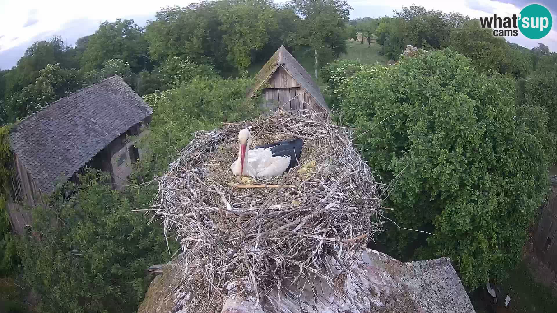 Live webcam European stork village – Lonjsko polje Nature Park