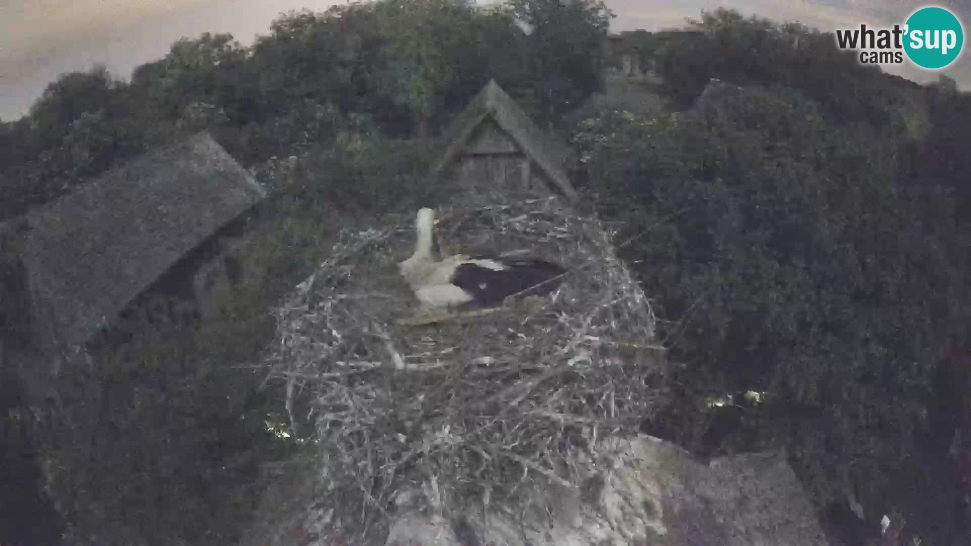 Village européen de cigognes webcam Parc naturel de Lonjsko polje
