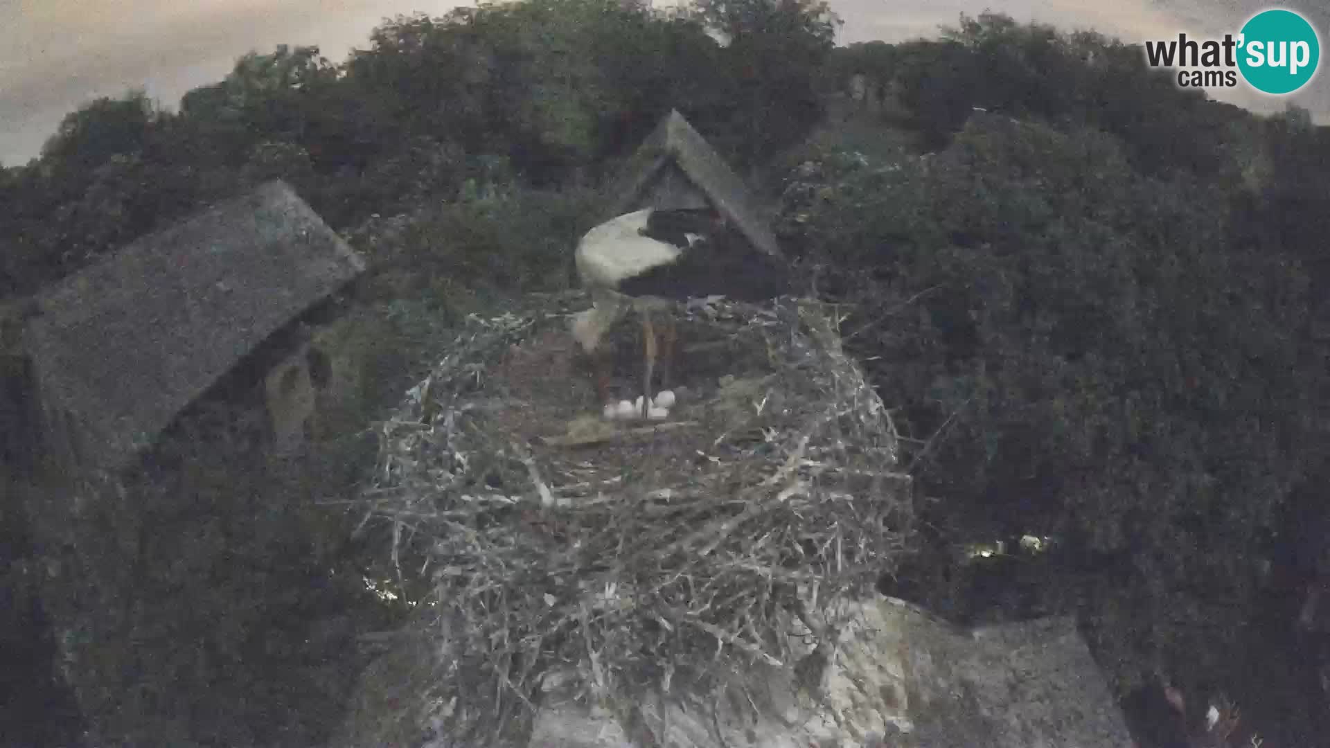 Villaggio delle cicogne europee webcam Parco naturale di Lonjsko polje