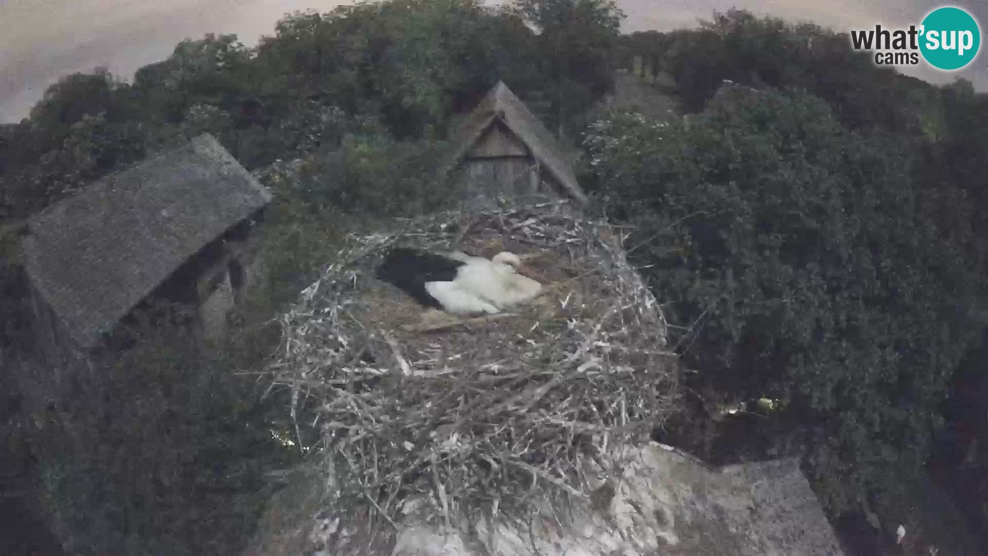 Village européen de cigognes webcam Parc naturel de Lonjsko polje