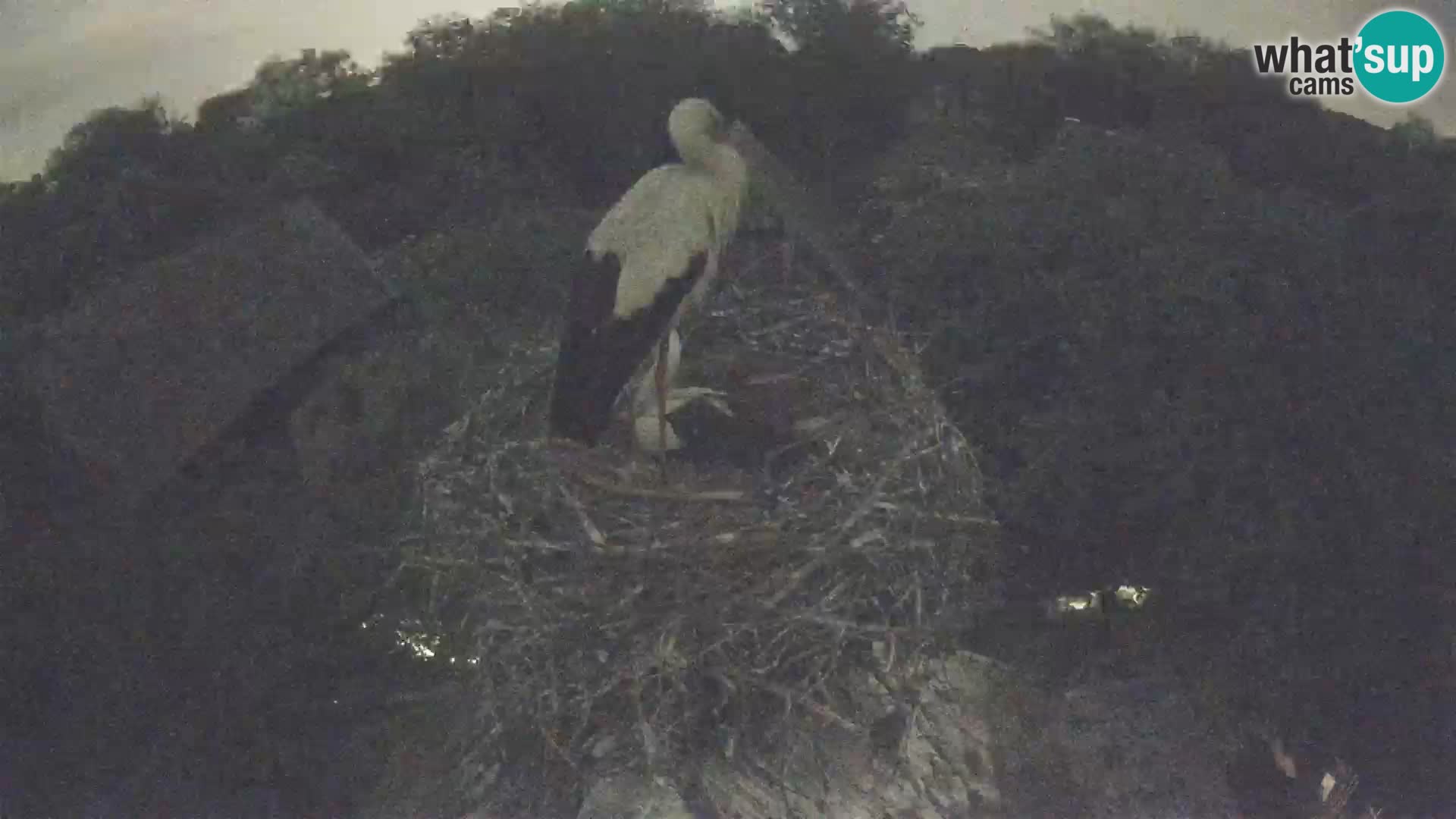 Webcam Europäisches Storchendorf – Naturpark Lonjsko polje