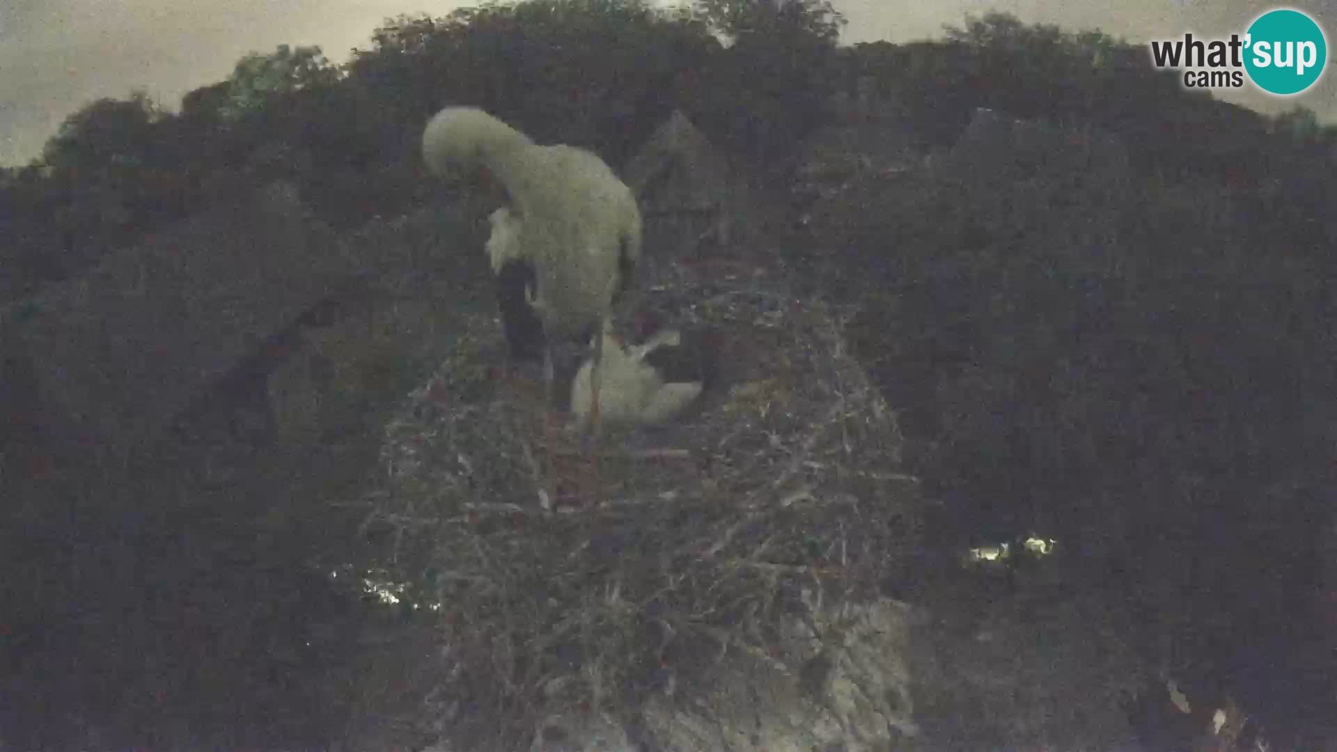 Pueblo europeo de cigüeñas camera en vivo Parque Natural Lonjsko polje