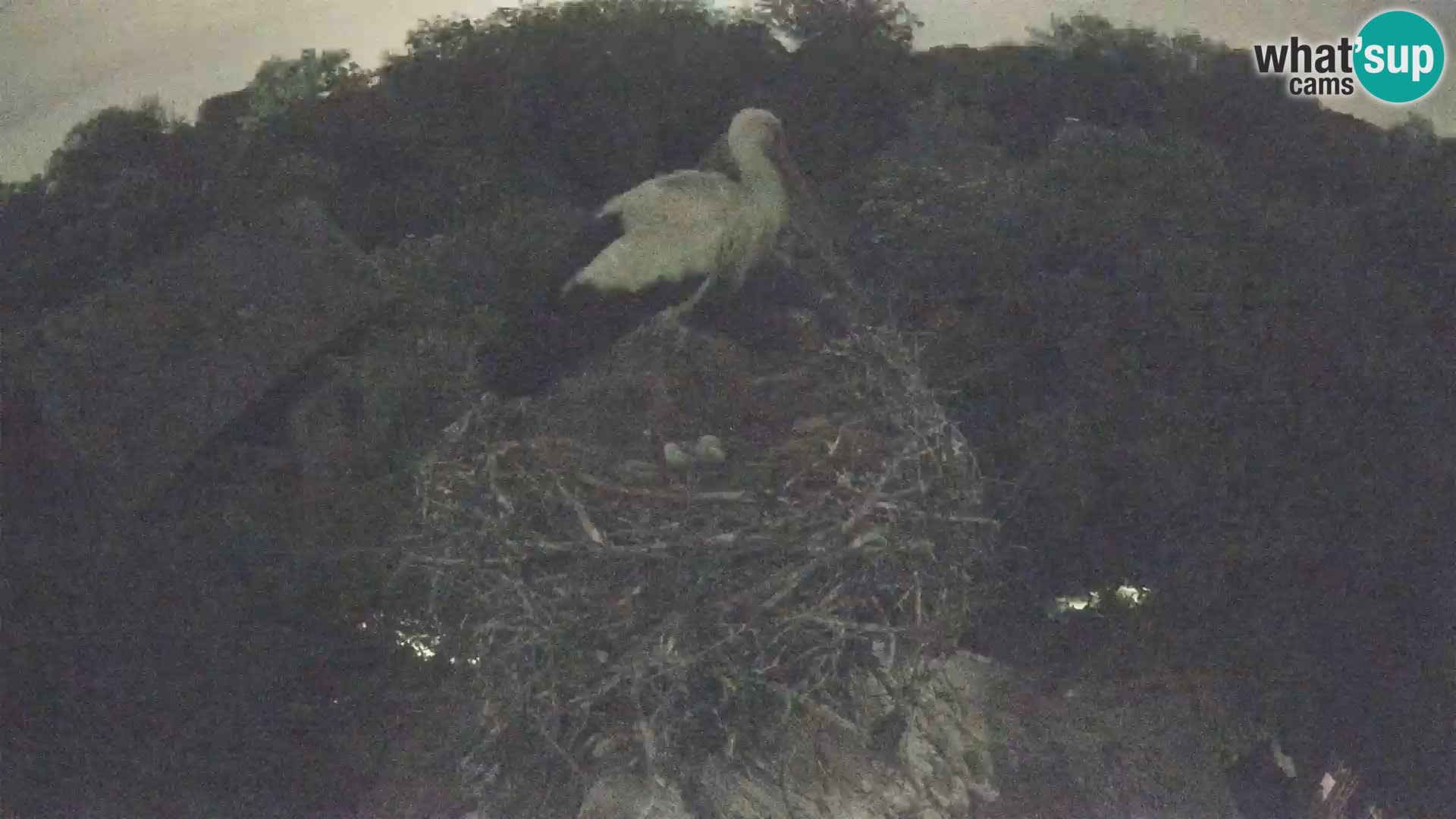 Villaggio delle cicogne europee webcam Parco naturale di Lonjsko polje