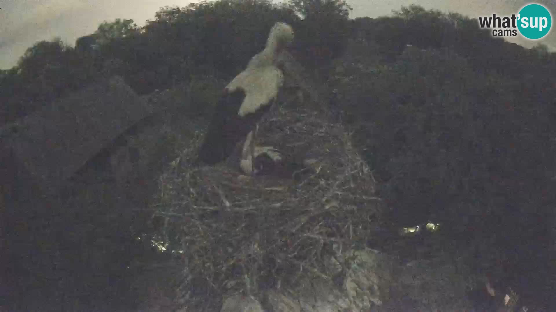 Pueblo europeo de cigüeñas camera en vivo Parque Natural Lonjsko polje
