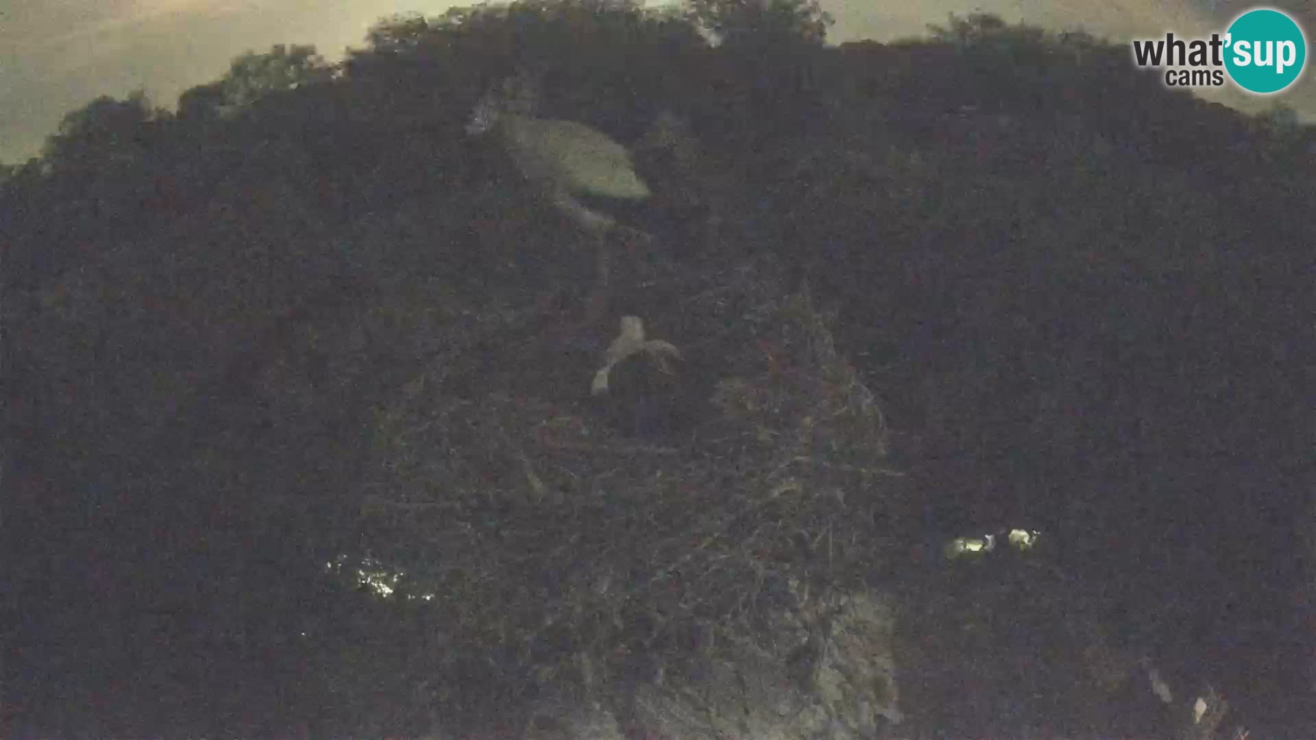 Pueblo europeo de cigüeñas camera en vivo Parque Natural Lonjsko polje