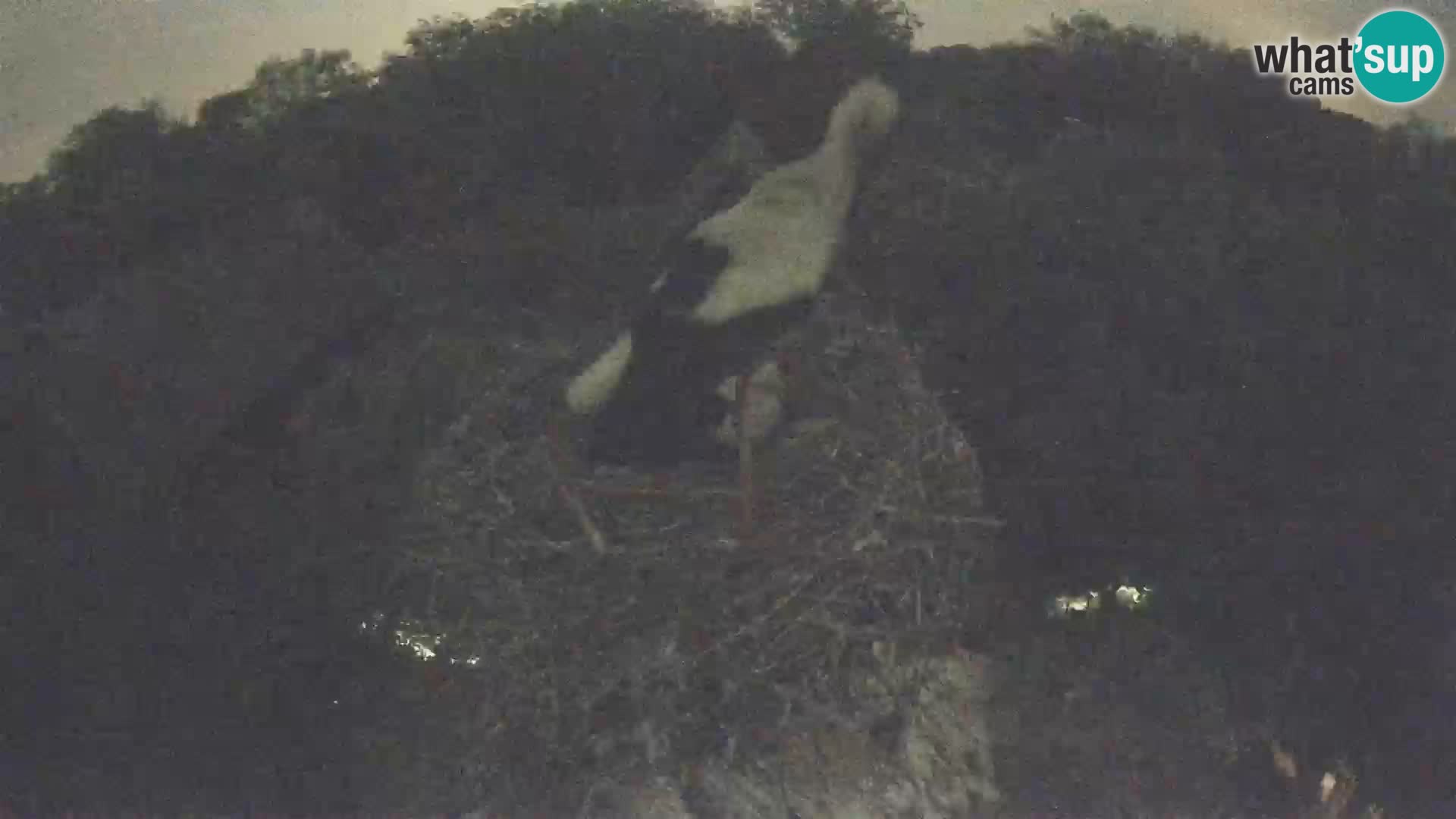 Pueblo europeo de cigüeñas camera en vivo Parque Natural Lonjsko polje