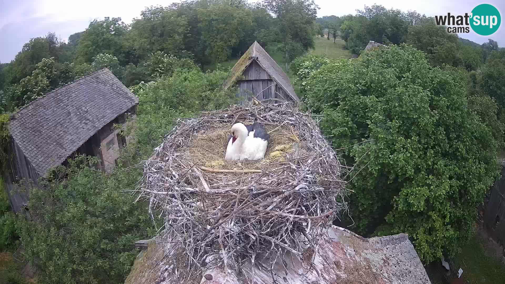 Pueblo europeo de cigüeñas camera en vivo Parque Natural Lonjsko polje