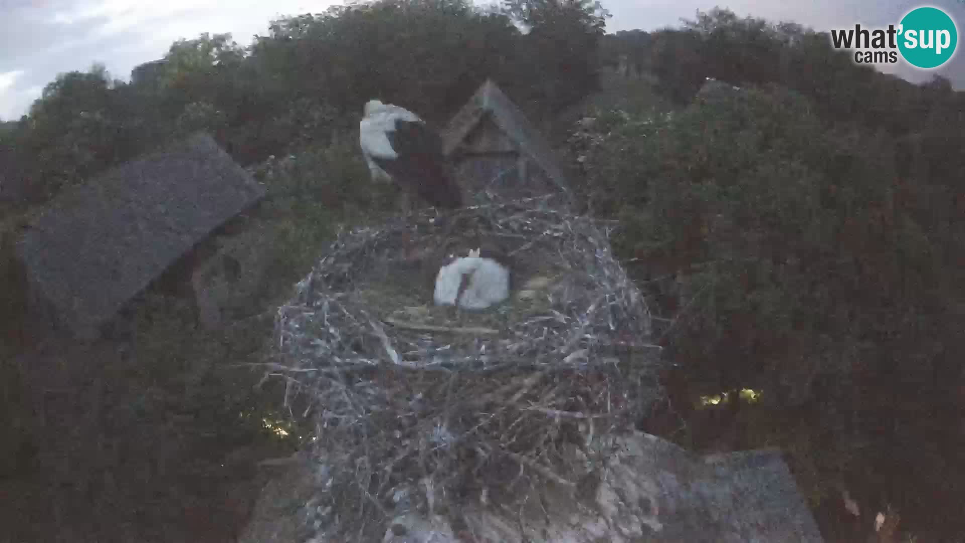 Live webcam European stork village – Lonjsko polje Nature Park