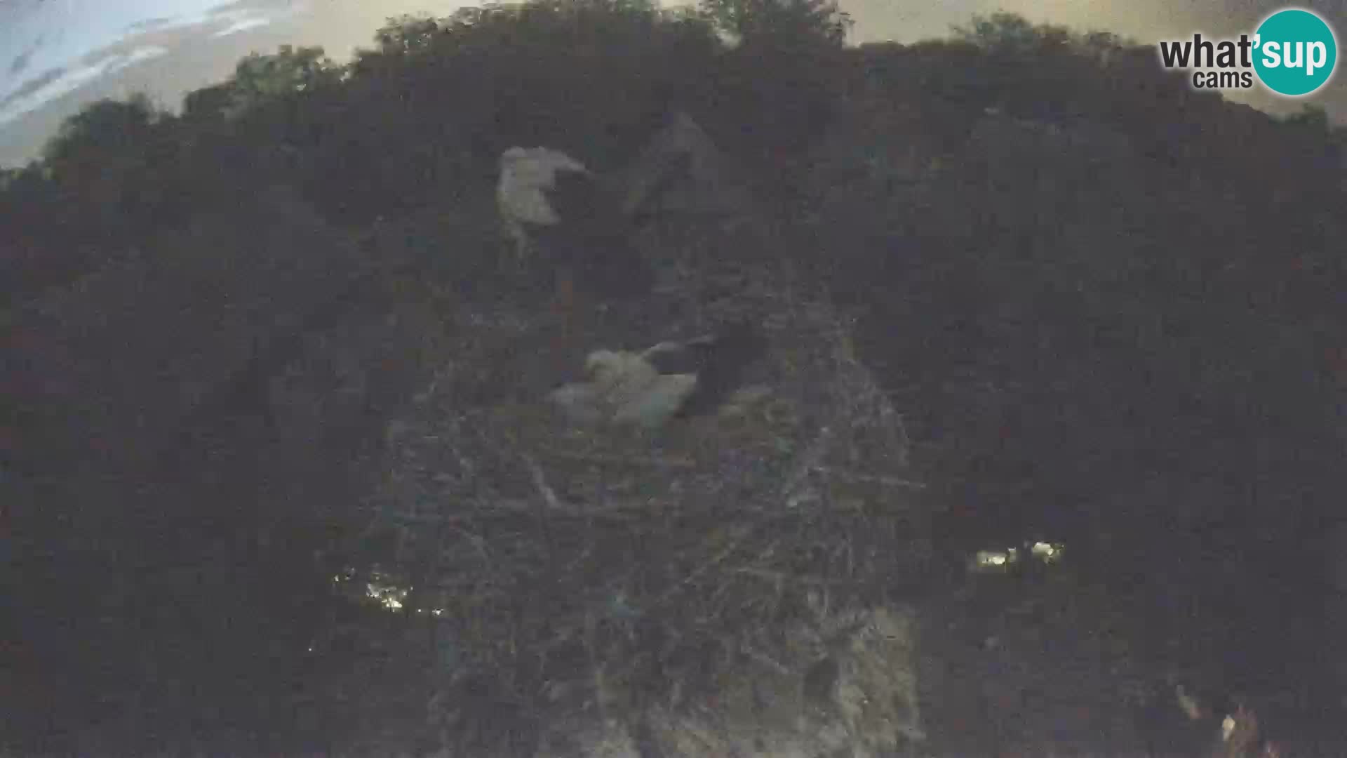 Village européen de cigognes webcam Parc naturel de Lonjsko polje