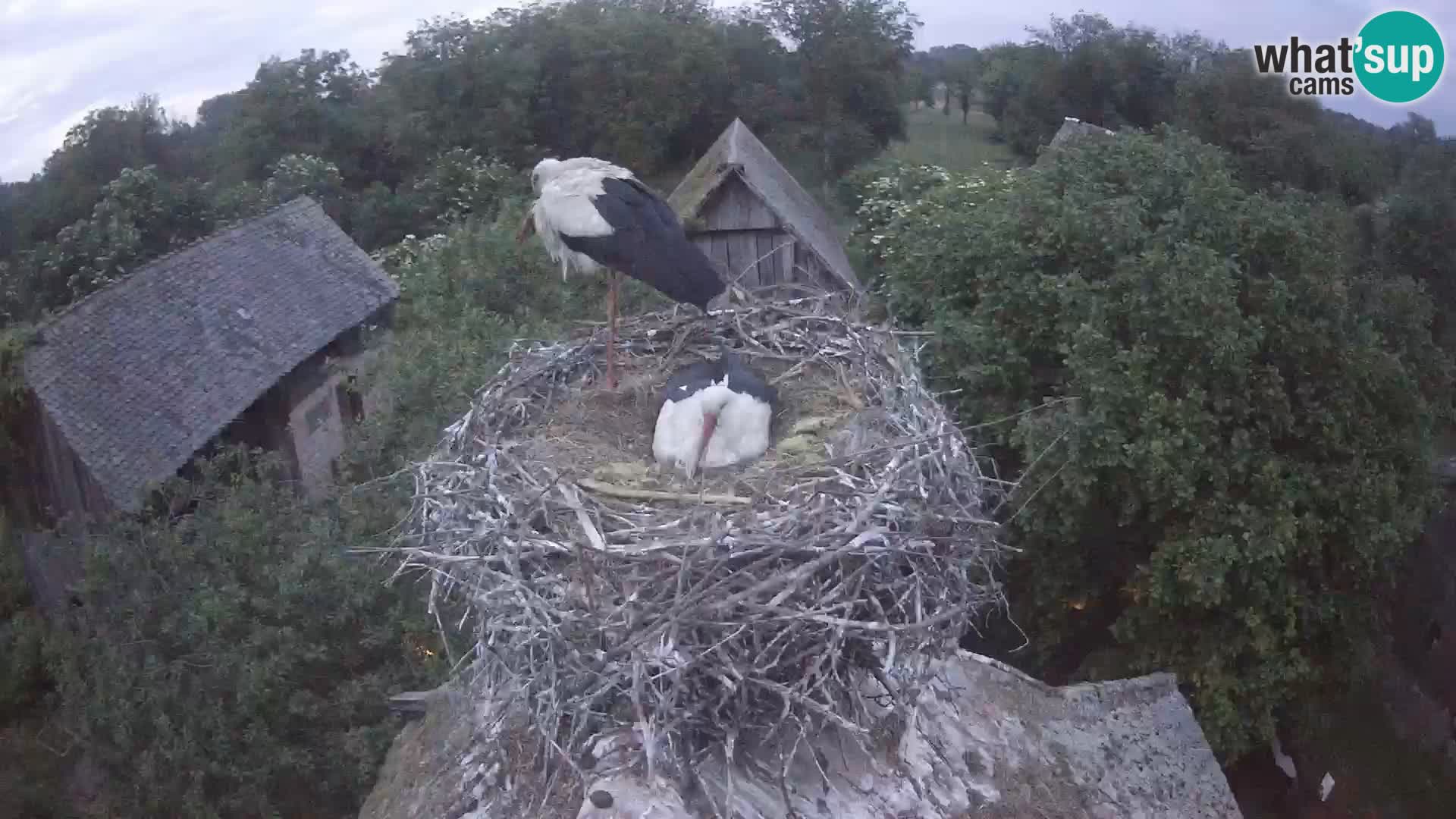 Villaggio delle cicogne europee webcam Parco naturale di Lonjsko polje