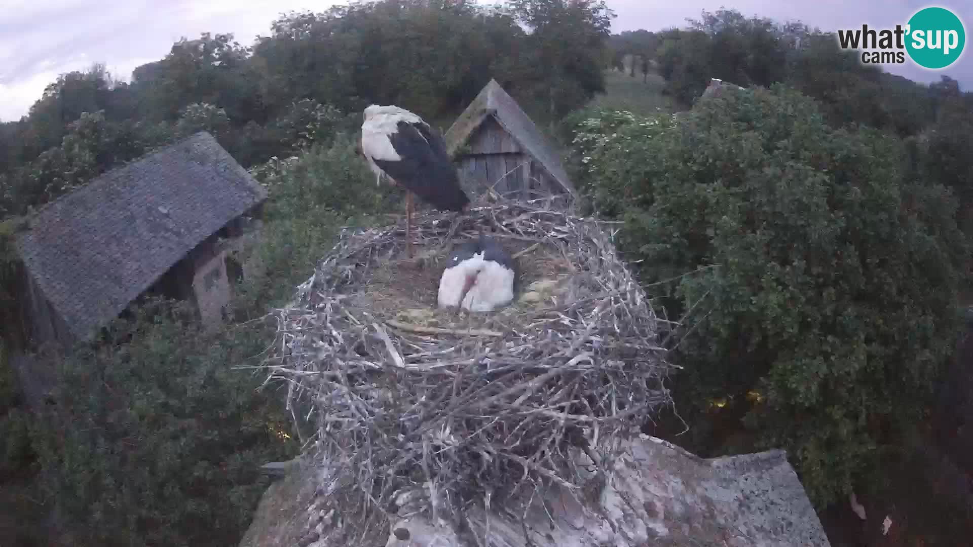 Pueblo europeo de cigüeñas camera en vivo Parque Natural Lonjsko polje