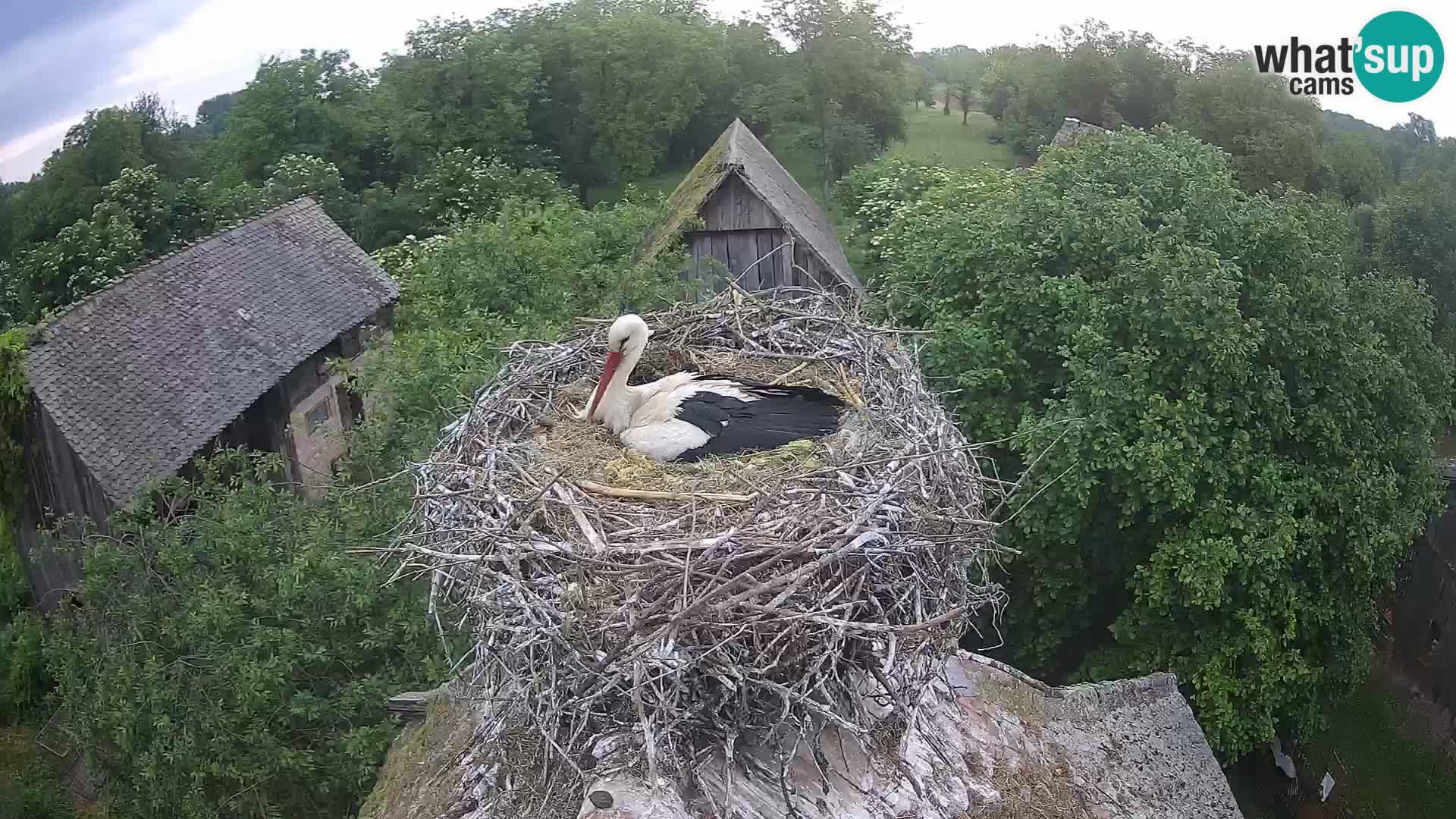 Webcam Europäisches Storchendorf – Naturpark Lonjsko polje