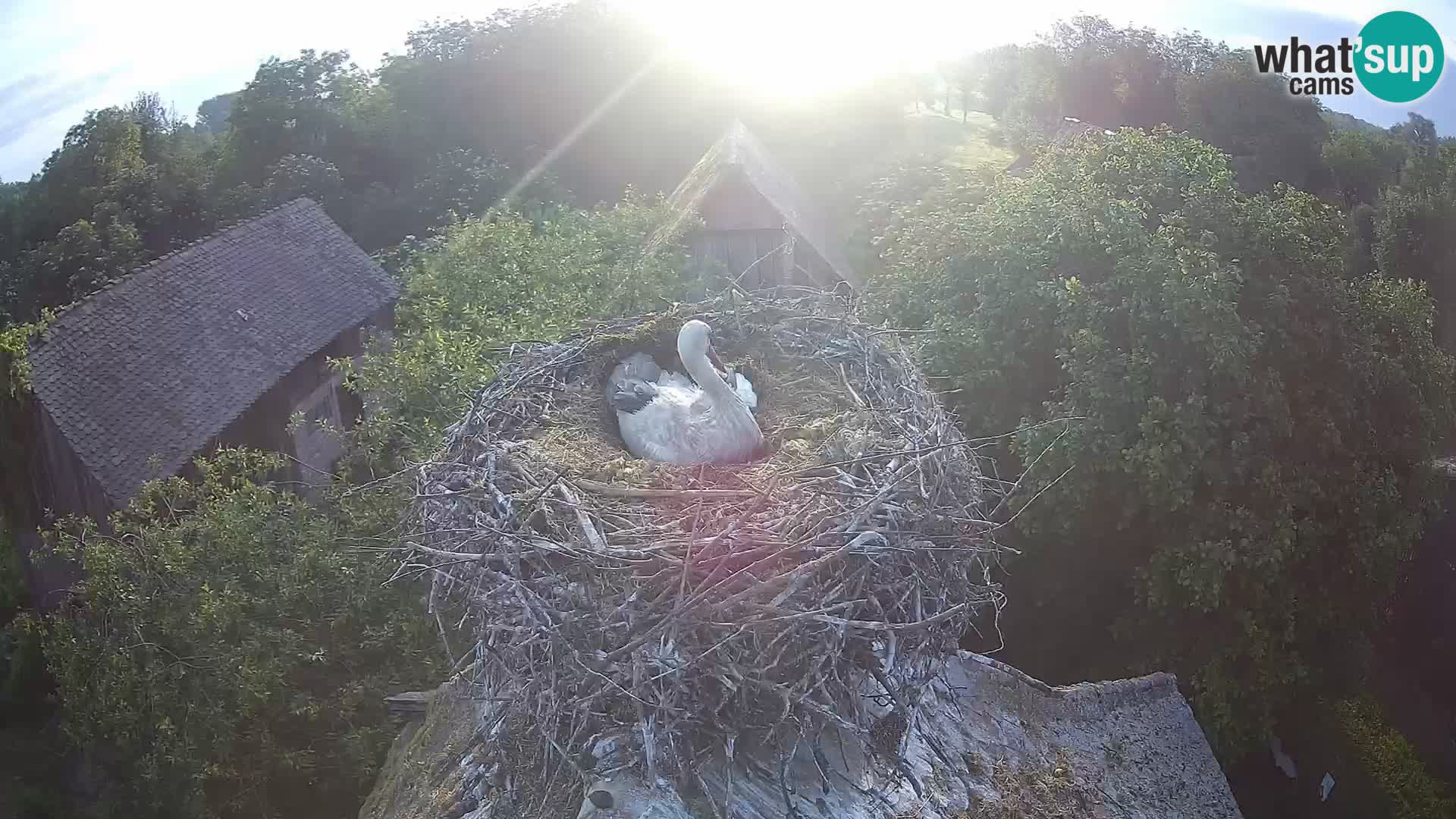 Webcam Europäisches Storchendorf – Naturpark Lonjsko polje