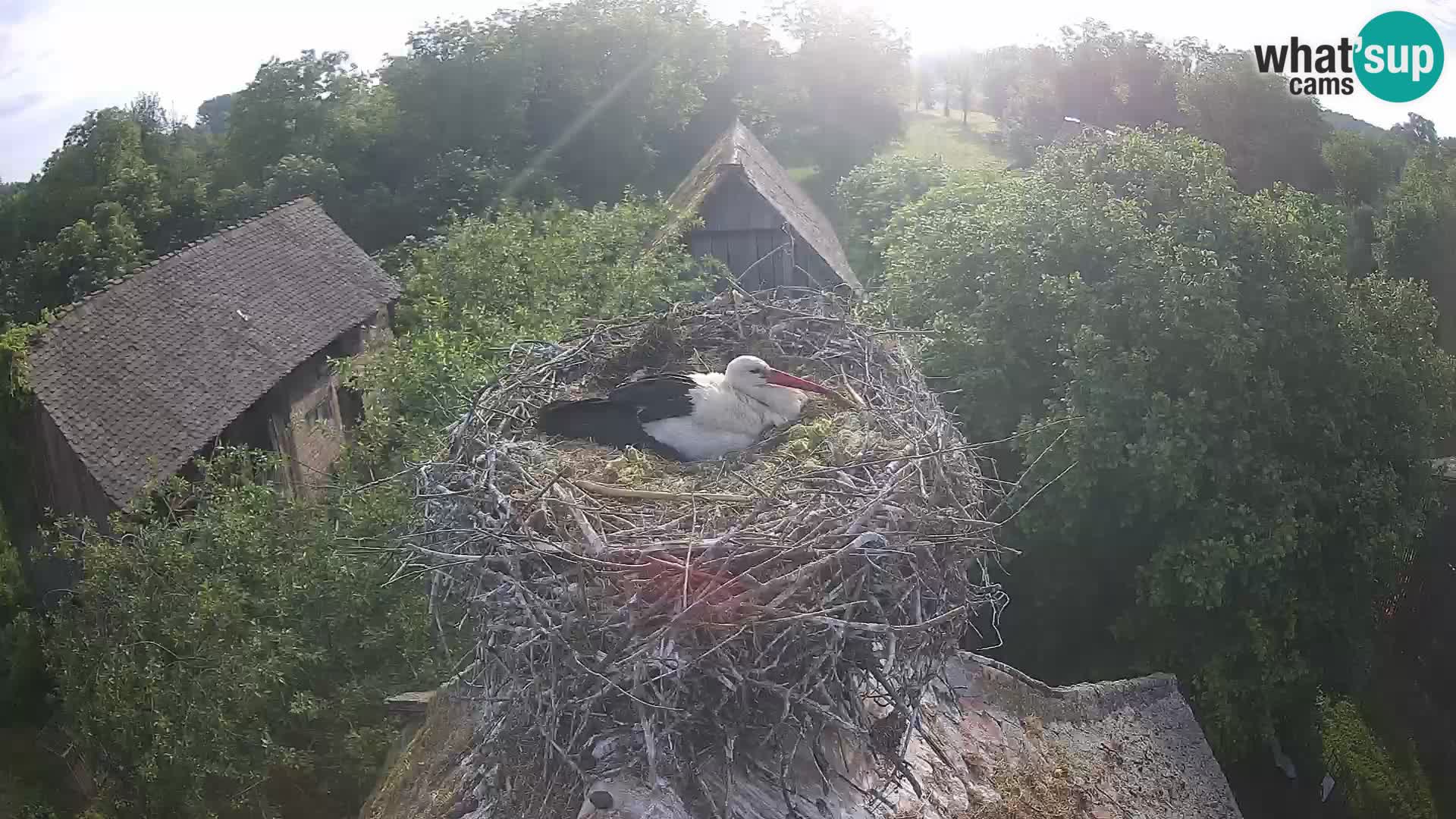 Villaggio delle cicogne europee webcam Parco naturale di Lonjsko polje