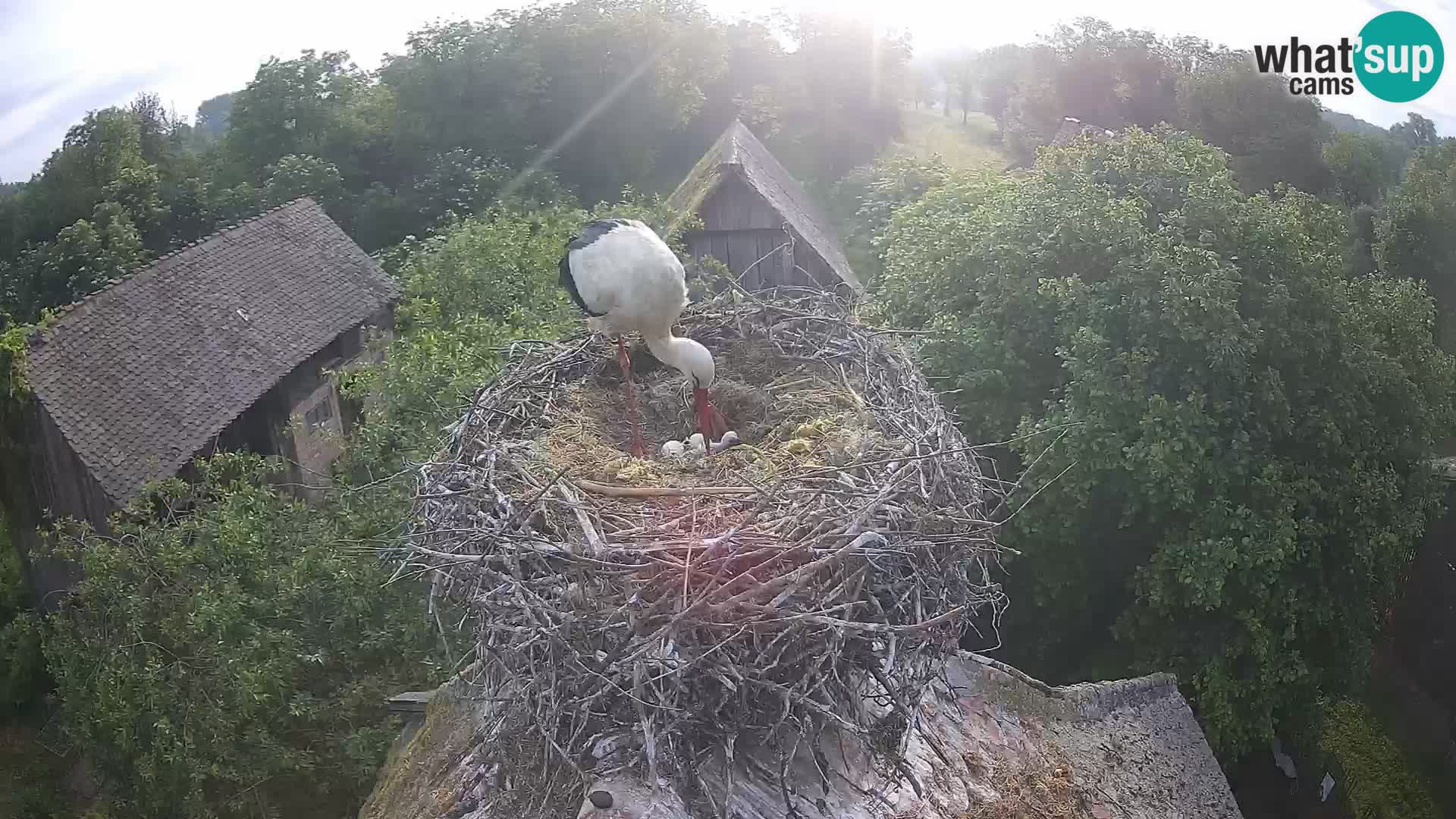 Villaggio delle cicogne europee webcam Parco naturale di Lonjsko polje