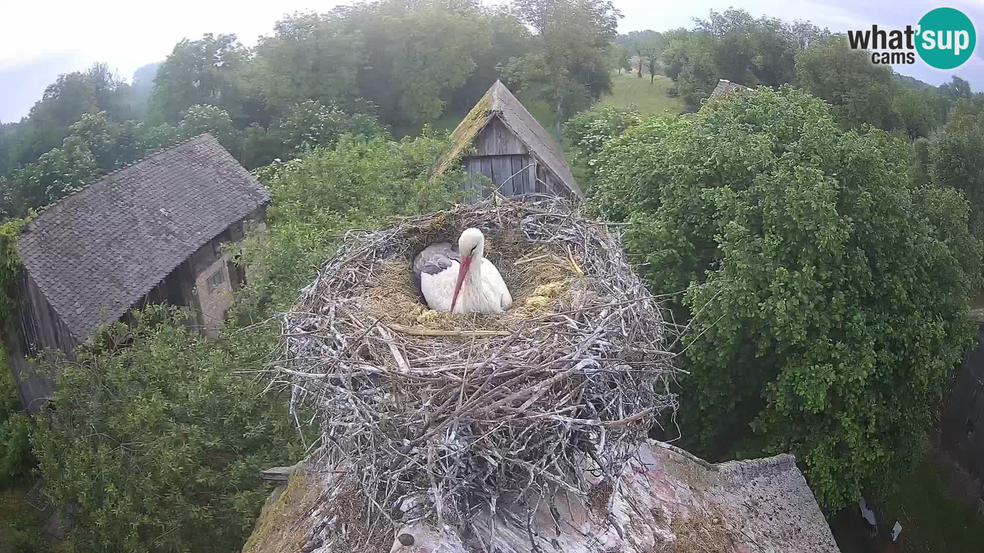 Webcam Europäisches Storchendorf – Naturpark Lonjsko polje