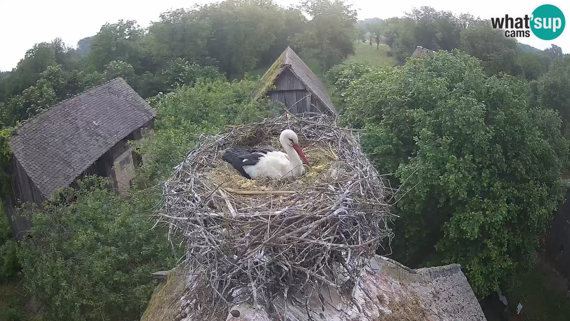 Pueblo europeo de cigüeñas camera en vivo Parque Natural Lonjsko polje
