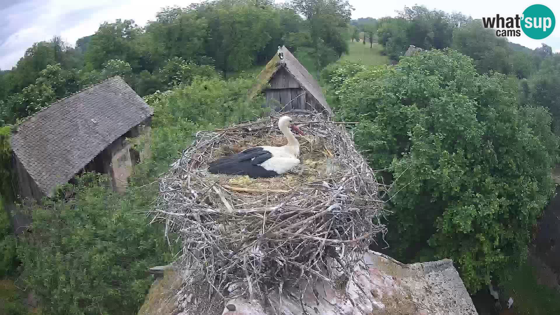 Webcam Europäisches Storchendorf – Naturpark Lonjsko polje