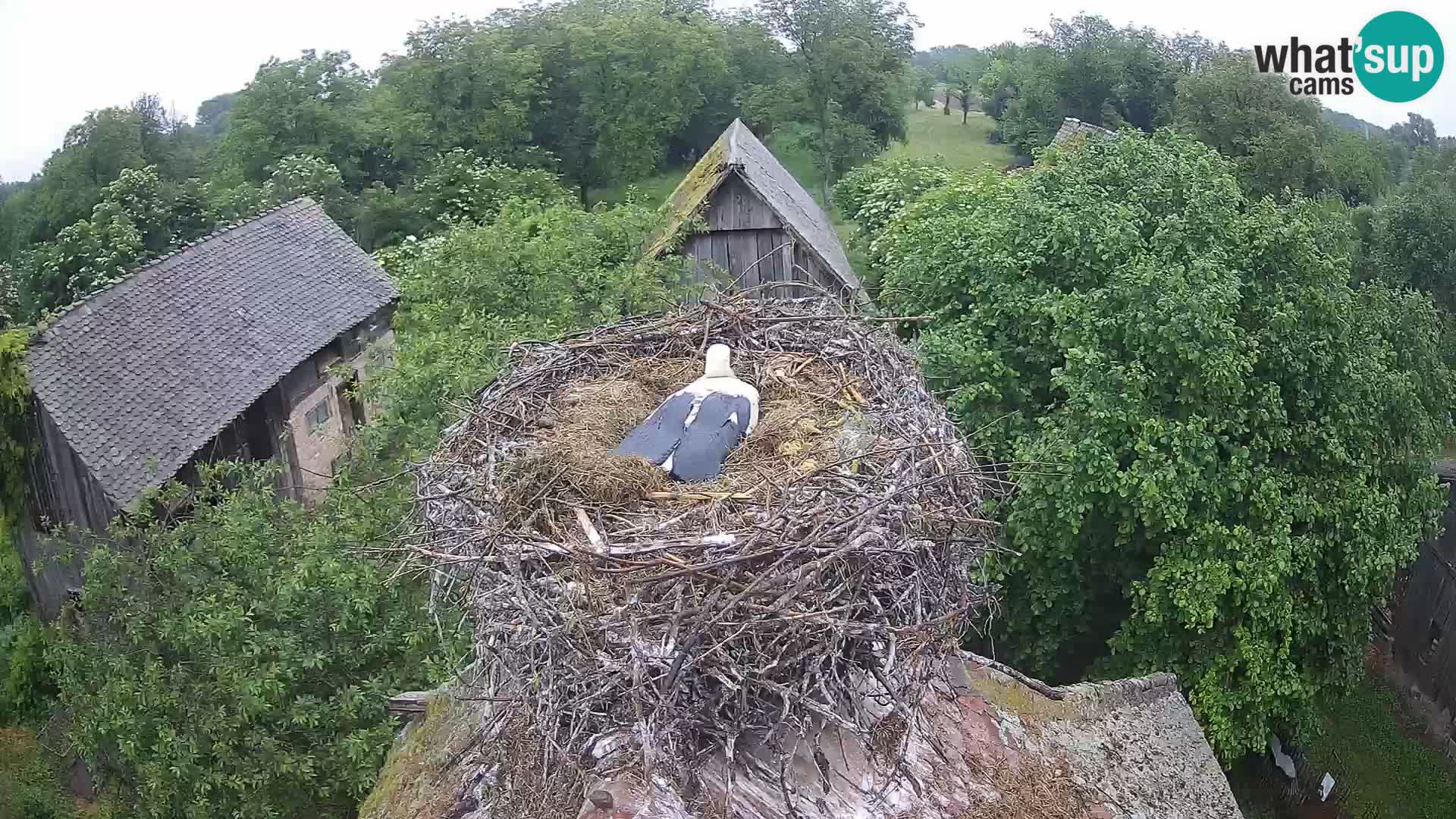 Live webcam European stork village – Lonjsko polje Nature Park