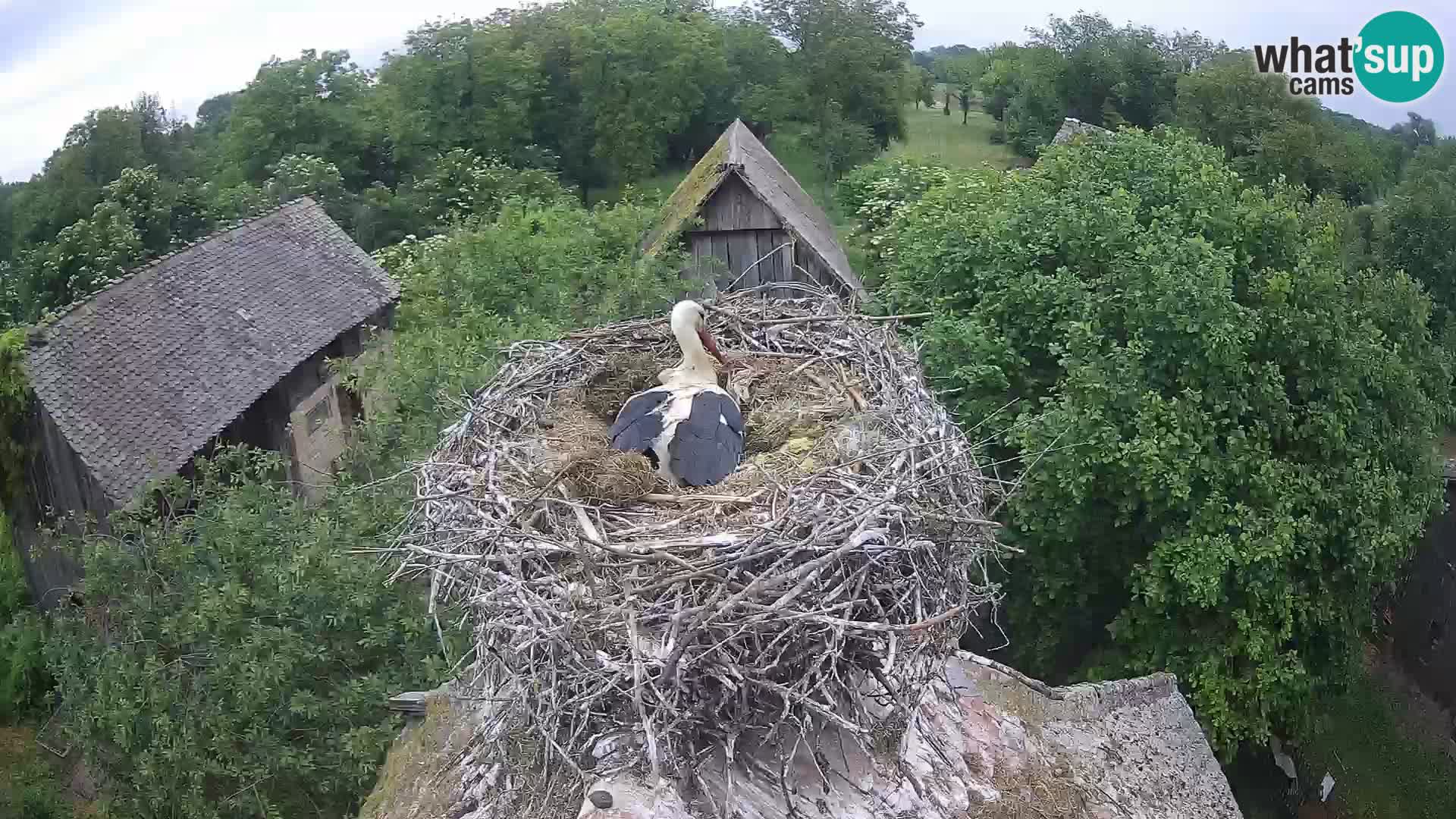 Pueblo europeo de cigüeñas camera en vivo Parque Natural Lonjsko polje
