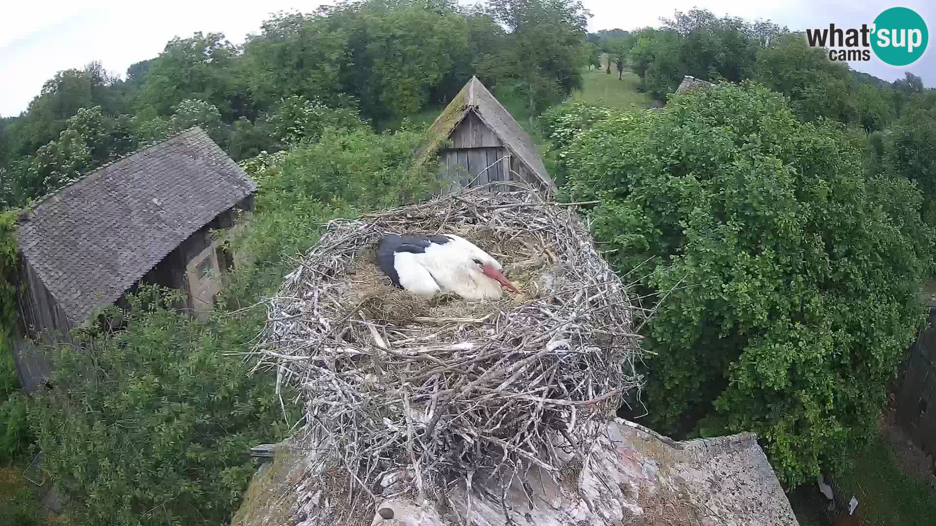 U živo Europsko selo roda – Park prirode Lonjsko polje