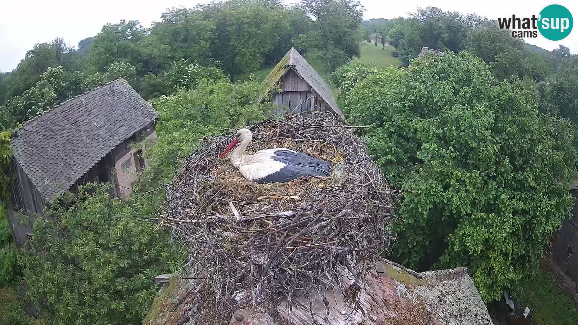 Pueblo europeo de cigüeñas camera en vivo Parque Natural Lonjsko polje