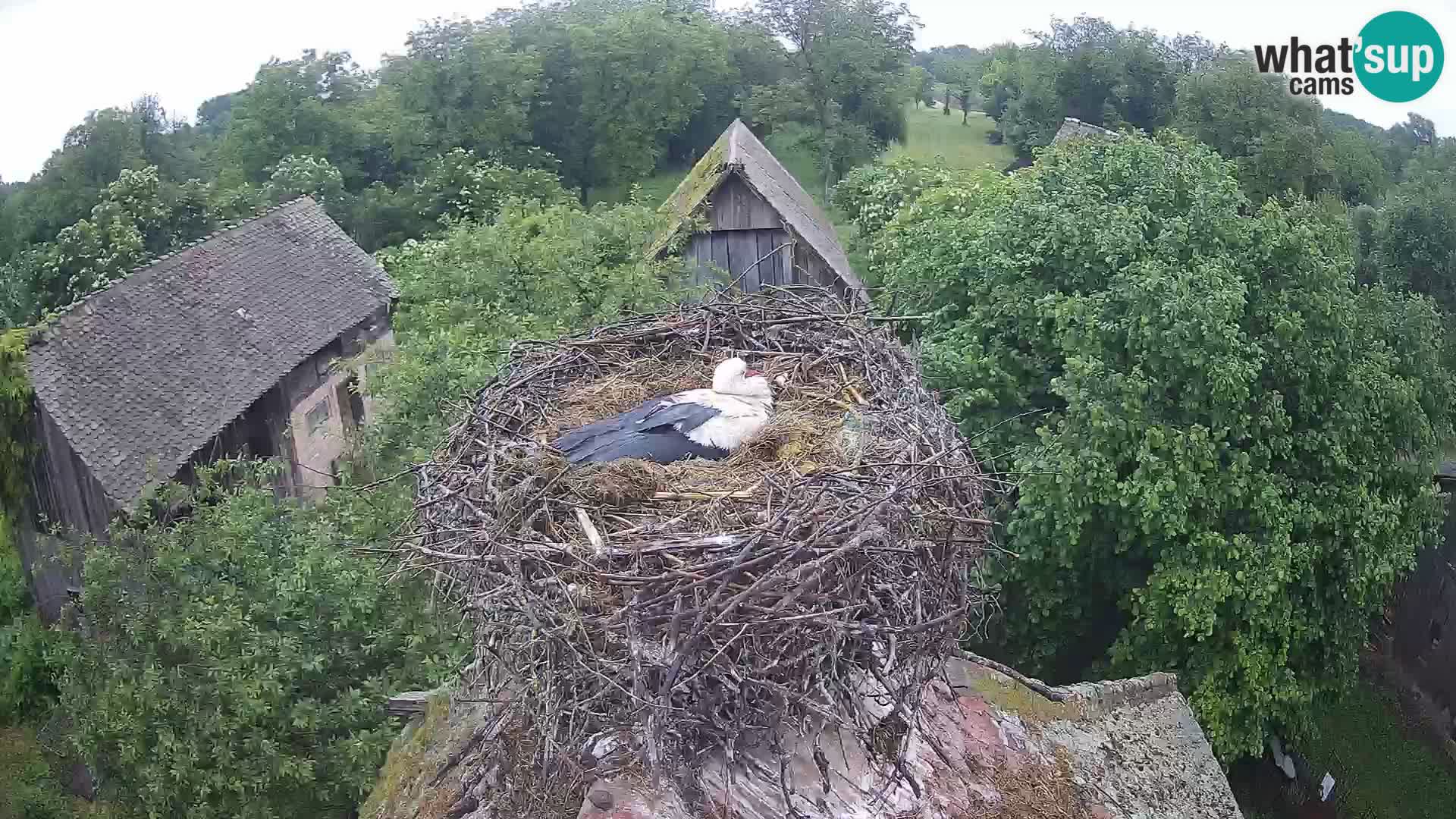 Pueblo europeo de cigüeñas camera en vivo Parque Natural Lonjsko polje